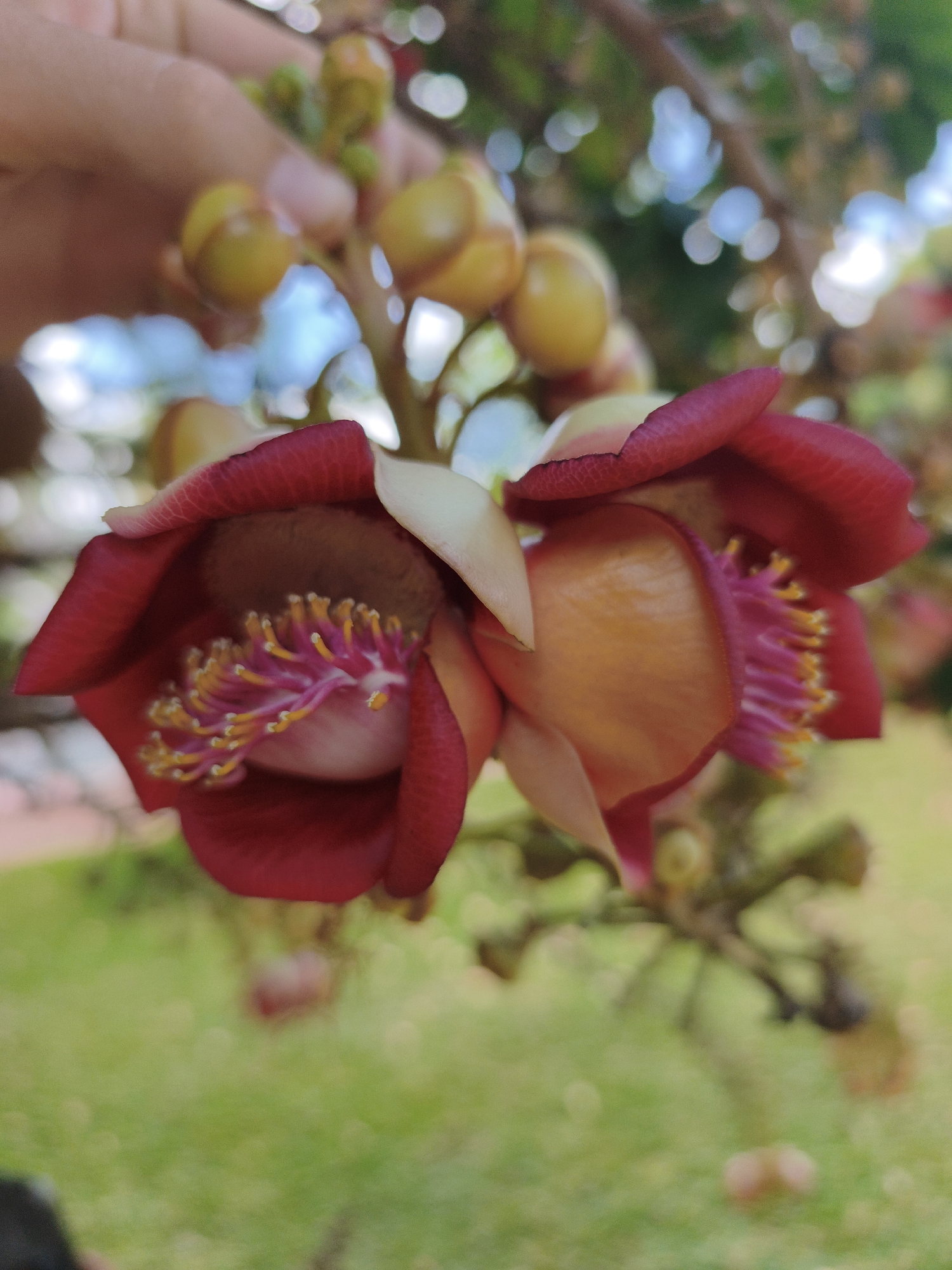 The image is a close-up, portrait-oriented photograph of two cannonball tree flowers (Couroupita guianensis) in bloom. The flowers are a vibrant reddish-pink on the outside with lighter, peachy-orange petals on the inside. The stamens are a striking fuchsia color with bright yellow tips. The flowers are attached to a branch with several unopened flower buds and a hint of a hand reaching in to touch them, suggesting a close interaction with the plant. The background is softly blurred, showing green foliage and patches of bright, out-of-focus light, indicating an outdoor setting with dappled sunlight. The presence of cannonball trees is common in tropical and subtropical regions, and while not exclusively found in Cam Ranh, Vietnam, their growth is consistent with the climate there. The overall impression is of a detailed and colorful botanical study, likely captured in a garden or natural setting within the city.