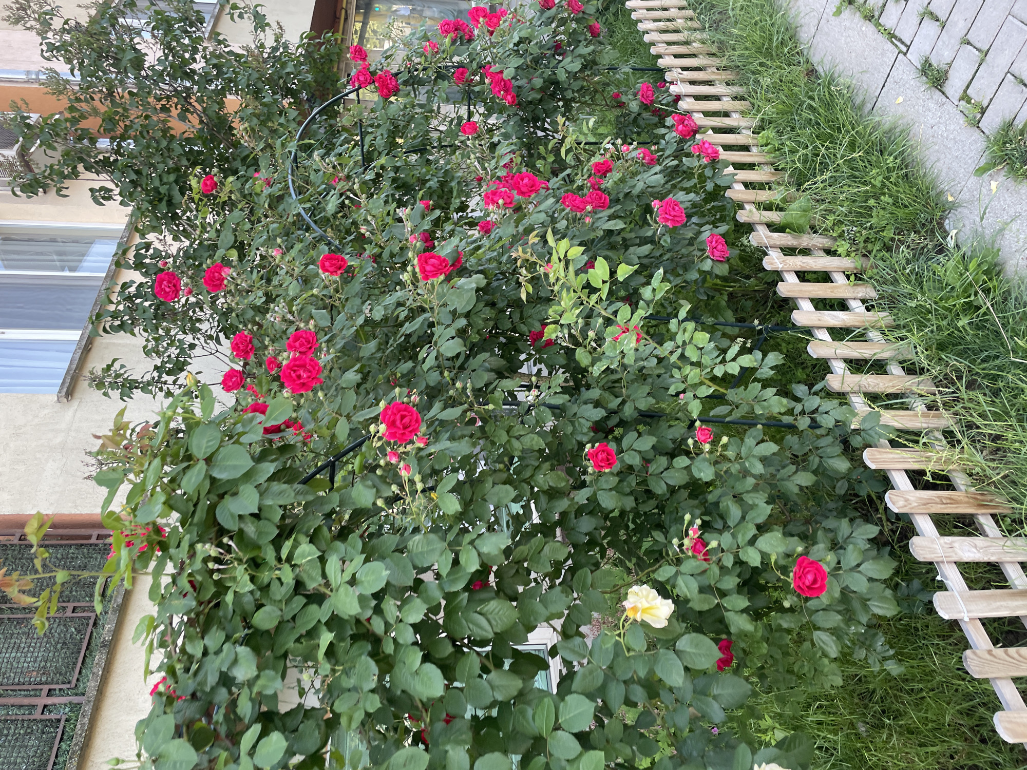 The image displays a vibrant and lush rose bush, densely covered with numerous red roses, primarily trained over a dark metal archway. The dominant feature is the abundance of vivid red blooms, many in full splendor, alongside some rosebuds. The rose plant's foliage is a healthy dark green, providing a rich backdrop for the colorful flowers. Notably, a single yellow rose is visible near the bottom center of the bush, offering a slight contrast to the prevailing red.
To the right of the rose bush, a small, light-colored wooden lattice fence serves as a garden border, separating the plant from a strip of green grass. Beyond the grass, a paved area constructed from grey rectangular stones or concrete pavers suggests a pathway or sidewalk. In the background, on the left side of the frame, a portion of a light-colored building with multiple windows is visible. The windows feature white frames and reflect hints of the outdoor environment.
The scene depicts a peaceful daytime setting, likely in a garden or urban green space, with soft lighting that avoids harsh shadows. The overall impression is one of natural beauty and careful cultivation. No human figures or discernible activities are present. There is no visible text in the image.