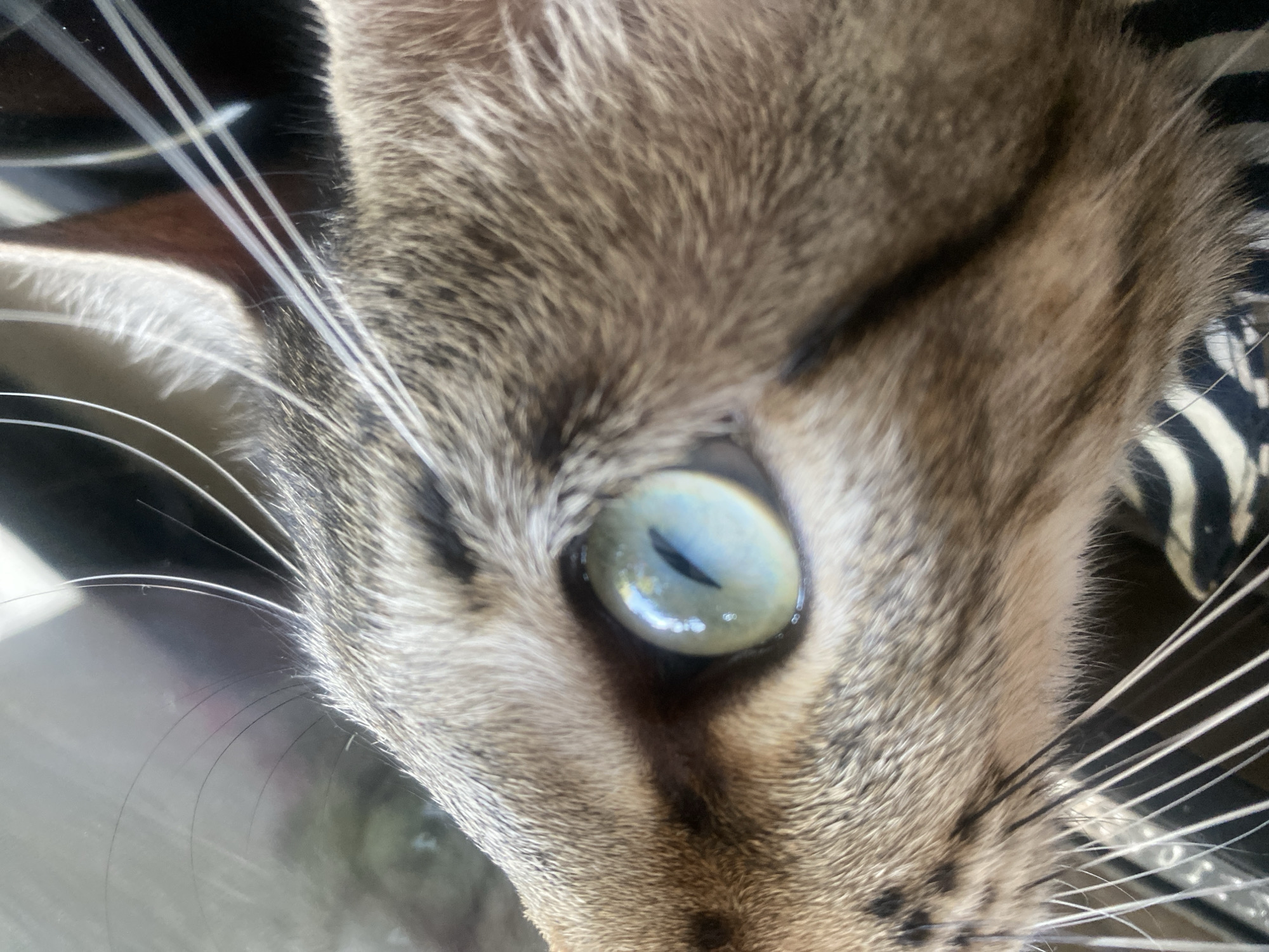 The image shows a close-up of a cat's eye and fur. The cat has green eyes with a black pupil. The fur is a mix of brown, black, and white. The cat is looking to the left, with its whiskers extending outwards. The background is blurry and appears to be indoors. There is no information available about the location in the city of Mas De Moregons, Spain.