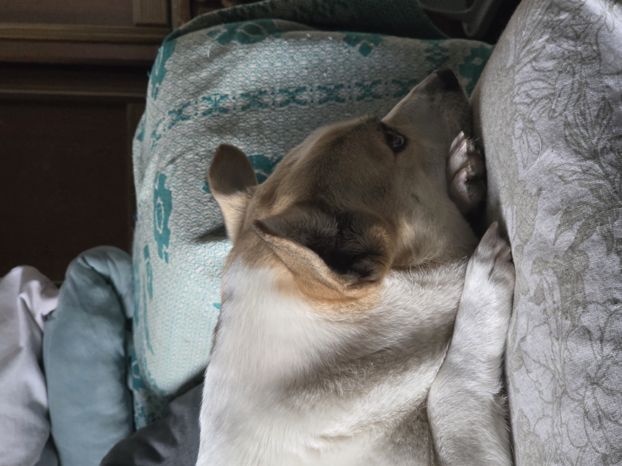 A close-up shot shows a sleeping dog nestled among pillows and blankets. The dog has white and tan fur, with one ear visible and folded forward. Its paw rests against a patterned pillow. Another blanket with a turquoise and white pattern is visible in the background. A wooden piece of furniture is partially visible in the upper left corner.