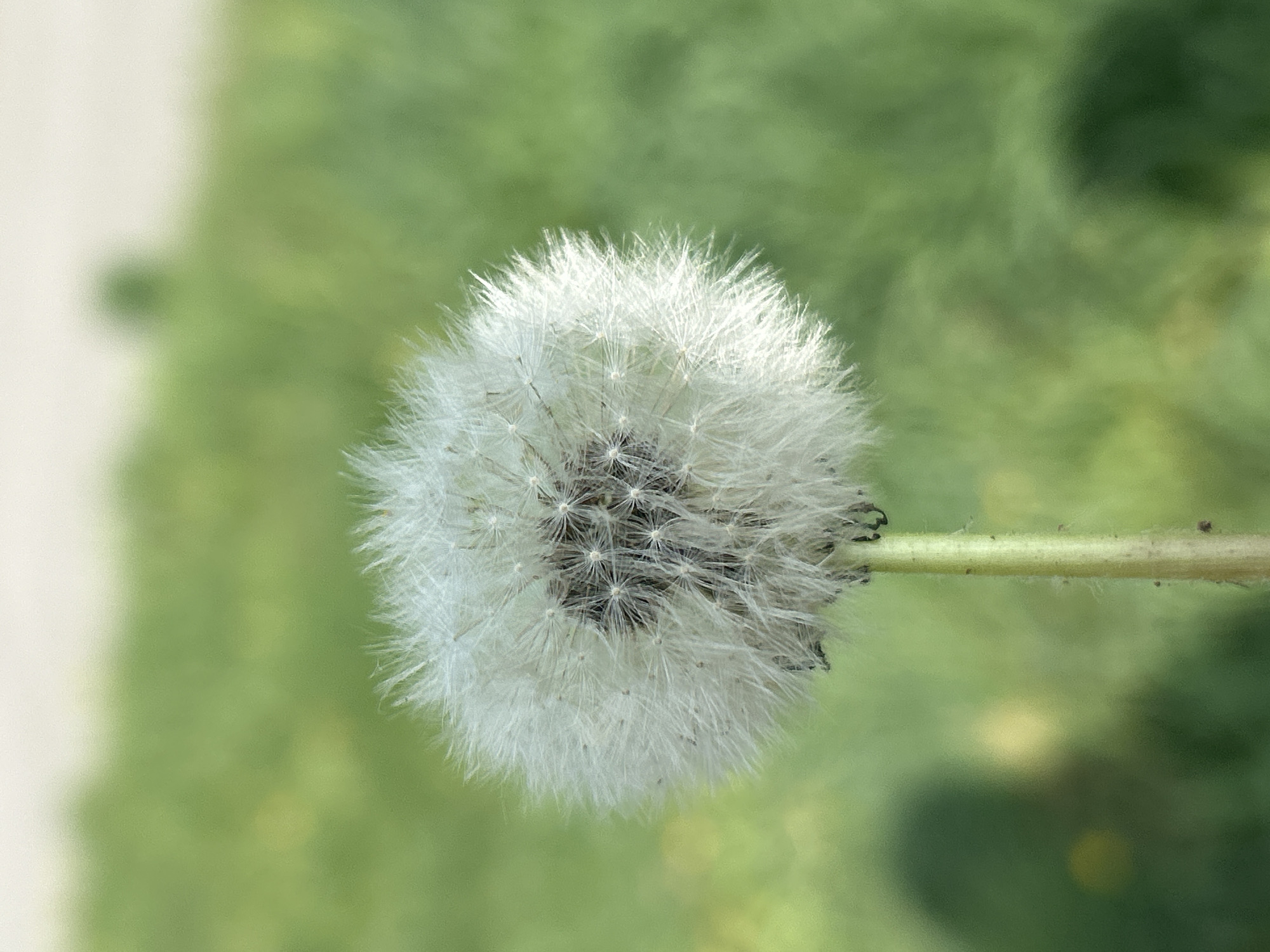 A close-up, slightly blurred image depicts a mature dandelion seed head centered against an out-of-focus green background. The dandelion's pappus bristles form a spherical shape, with a denser core visible. A segment of the dandelion's stem extends to the right. The blurry green backdrop suggests grass or other vegetation. There is no indication of the image's location within Марковский, Russia or any other city. No people, specific actions or interactions are visible.