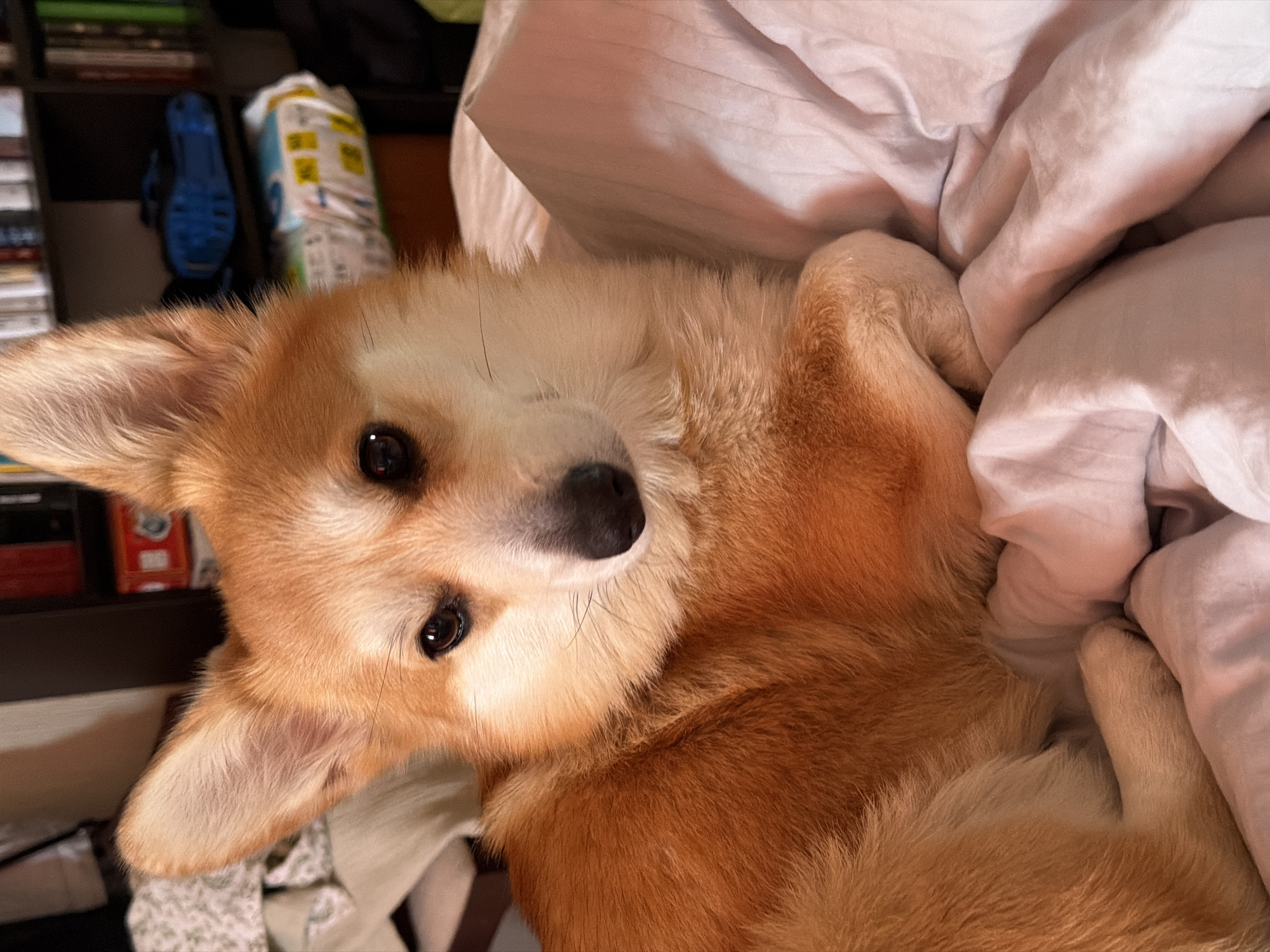 A tan and white corgi dog lies curled up on a bed with light lavender colored sheets. The dog's head is tilted, facing the viewer. The dog has pointy ears and a black nose. In the background, out of focus, is a bookshelf. Behind the bookshelf, on a shelf, is a blue toy or sandal and a white and yellow package. The location is unknown.