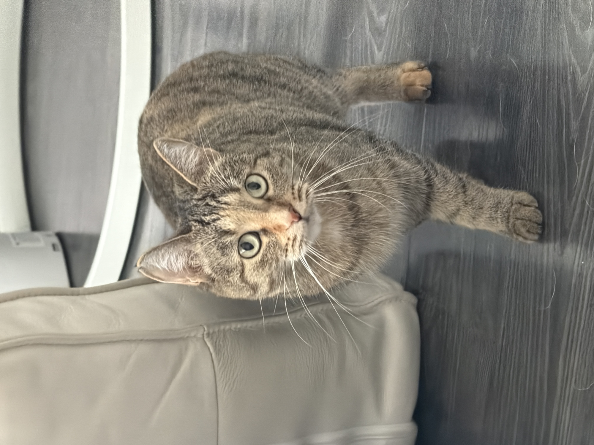 A tabby cat with green eyes and white whiskers is standing on a dark wooden floor next to a beige leather chair. The cat is looking directly at the camera, with its body angled slightly to the right. Its front left paw is extended forward. The background is out of focus, showing a white object and part of a white circular base. The lighting is bright and appears to be natural light.