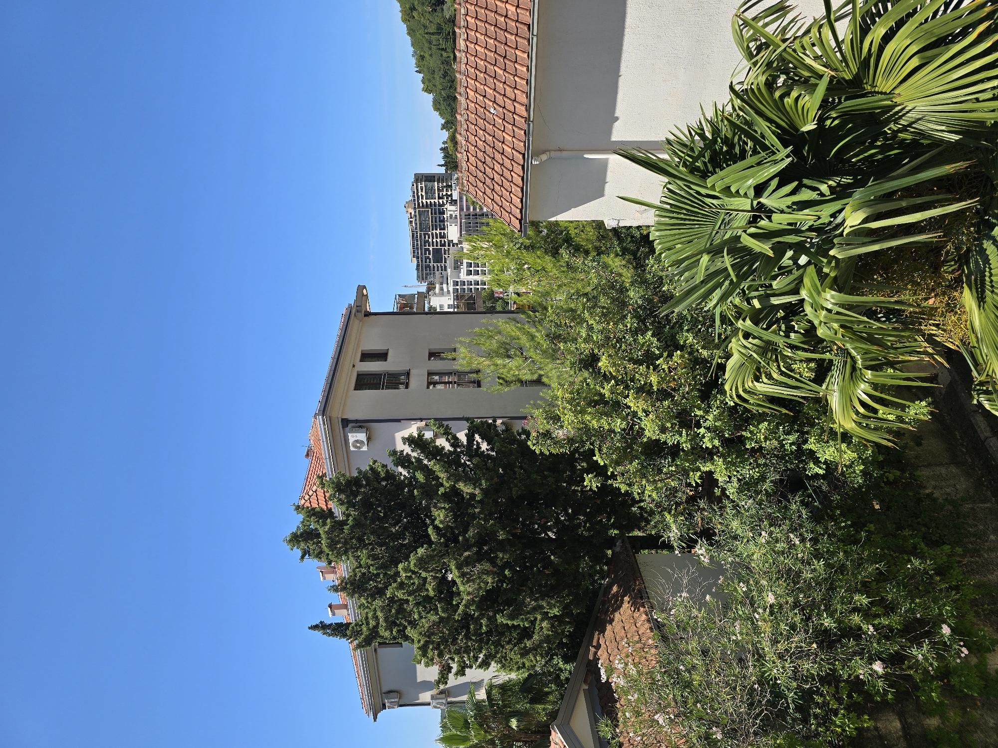 The image shows a bright, sunny day in Bečići, Montenegro, with a clear blue sky dominating the upper half. In the foreground and midground, there are several buildings and dense greenery. To the left, a light-colored building with a red-tiled roof is partially visible, with some flowering bushes in front of it. A larger, light-colored building with a red-tiled roof and air conditioning units on its facade is more prominent in the center-left. Tall cypress trees and other lush green foliage surround and partially obscure these buildings. In the background, a modern, multi-story building with many windows is visible, along with a further cluster of buildings and a tree-covered hill. The lower right corner features large, green palm fronds. The scene depicts a residential or resort area with a mix of older and newer architecture, surrounded by abundant vegetation.
