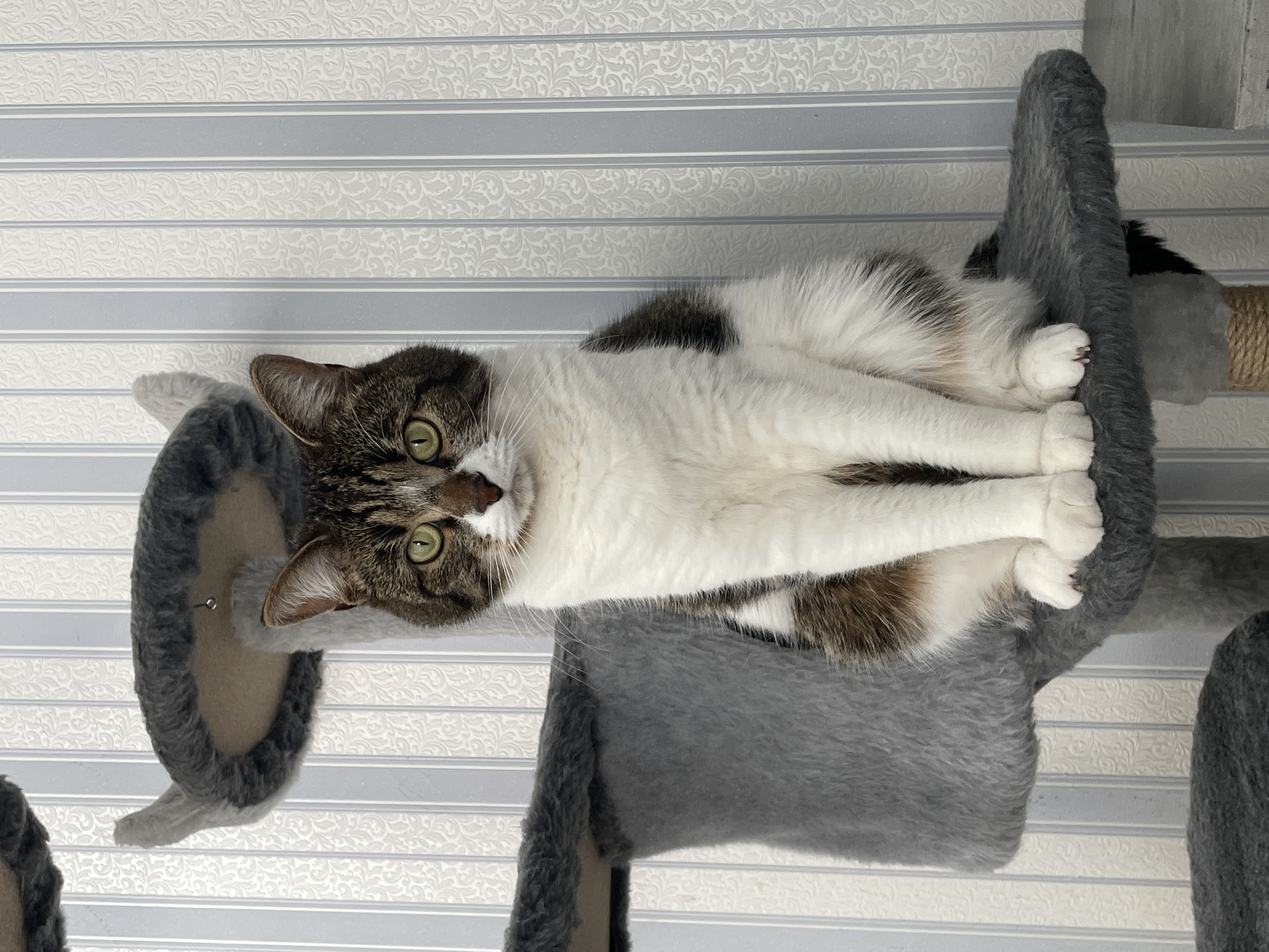 A cat with brown and white fur rests on a gray cat tree, positioned against a wall with striped wallpaper. The cat is lying down, with its paws extended in front. The cat's face is visible, with green eyes looking towards the camera. The cat tree appears to be multi-tiered. The location is presumed to be indoors. There is no information present about the city of Izhevsk, Russia.