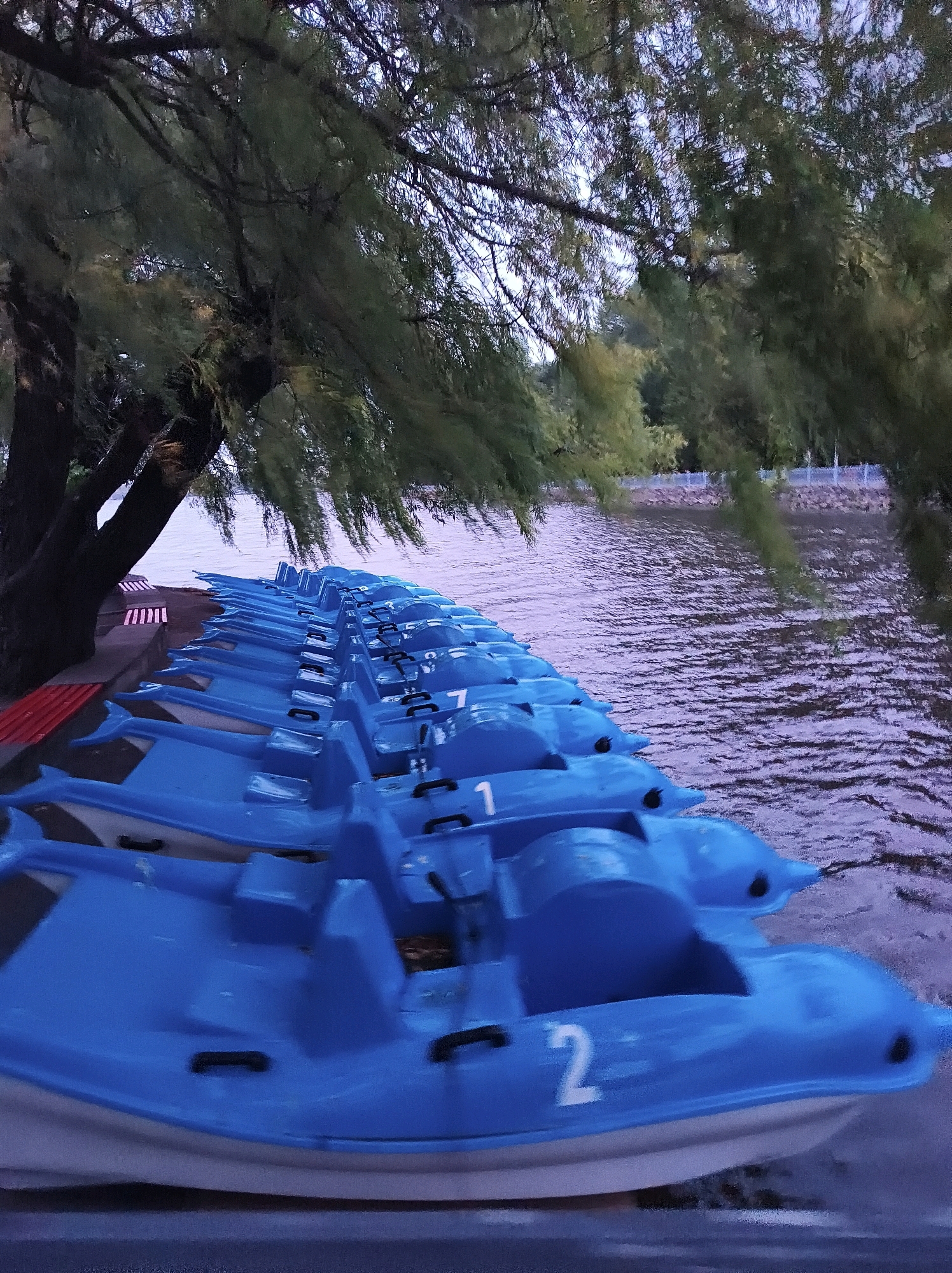 The image depicts a row of blue dolphin-shaped pedal boats docked along the shore of a body of water, likely a lake or river. Trees with long, drooping branches overhang the scene, casting shadows on the water and boats. The water is rippled, suggesting a light breeze. In the foreground, some of the boats have visible numbers painted on them, including "1" and "2". Red and white benches are visible on the walkway behind the boats. The overall lighting suggests it might be early morning or late evening. The location is identified as Ternopil, Ukraine.