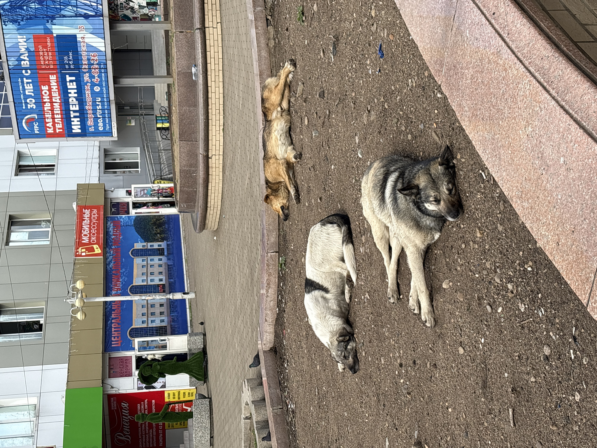 The image depicts three stray dogs resting on the ground next to a sidewalk in Birobidzhan, Russia. In the background, a building has signs for various businesses, including "Venezia," "Centralny," and "Mobile Accessories." A large billboard advertises cable television and internet services provided by "PTPC," mentioning that the company is celebrating "30 Years With You!" The billboard specifies the address as Советская, 13 (Sovetskaya, 13) and provides the phone number 4-02-26. The environment includes sidewalk, pavement, and urban vegetation along the edge of the building.