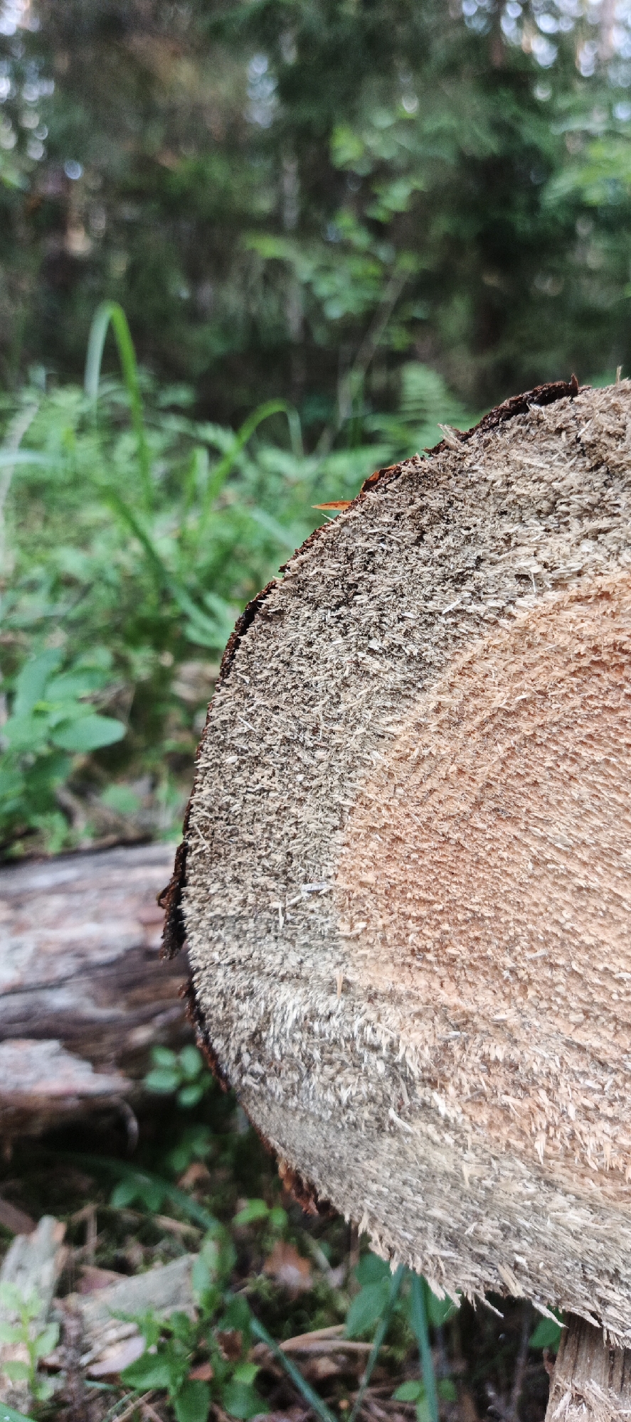 The image displays a close-up view of a freshly cut tree stump in a forest environment. The stump exhibits distinct growth rings and a rough, splintered texture on its surface. In the background, out-of-focus greenery and trees suggest a natural, wooded setting, possibly a forest or park. The lighting indicates it is daytime. The scene does not contain any people or indications of human activity beyond the cut stump itself. The location is identified as Garevaya, Russia.