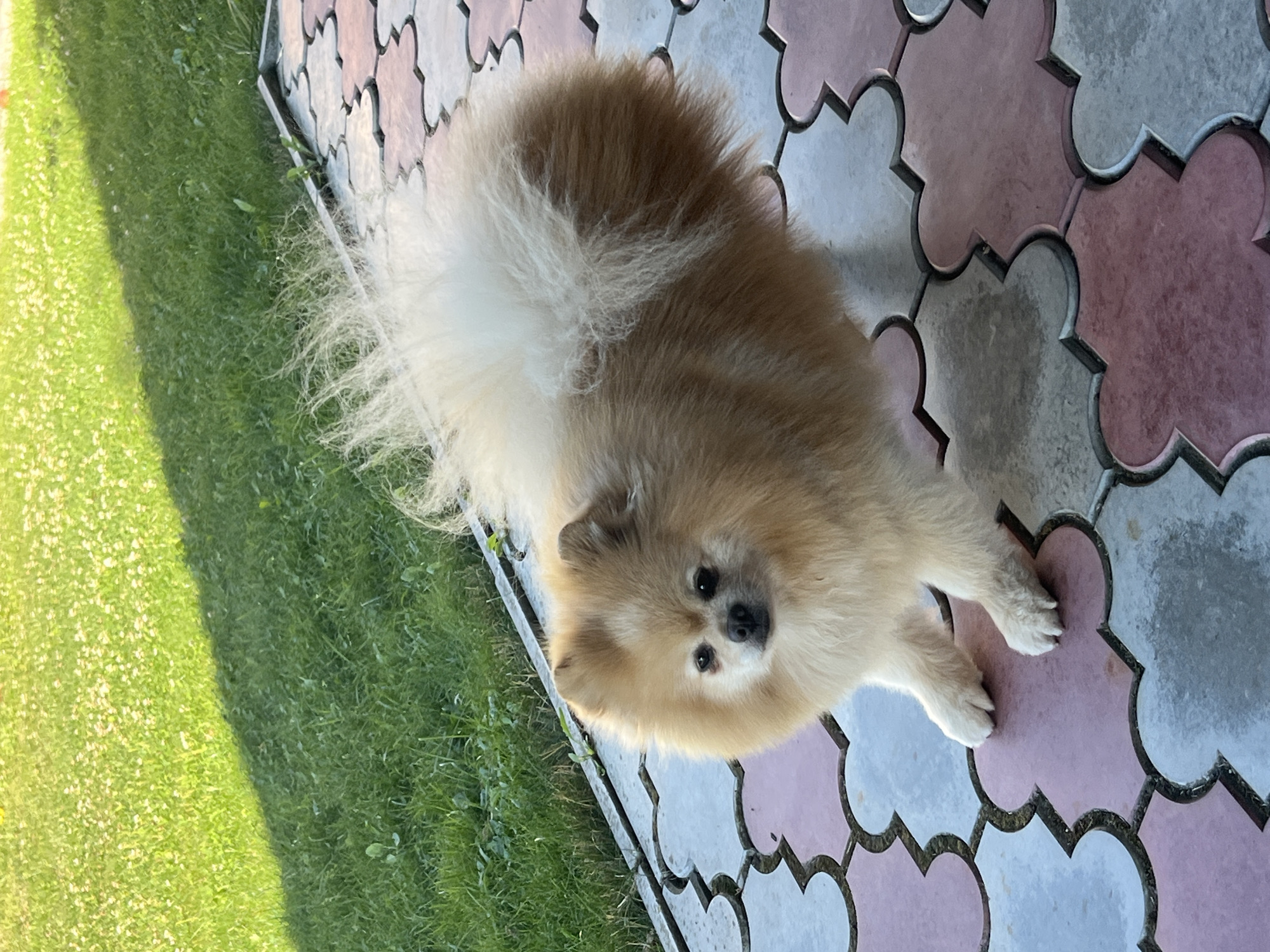 In Pysarivka, Ukraine, a Pomeranian dog with light brown and white fur stands on an outdoor tiled patio. The dog is facing the camera, with its front paws resting on two adjacent clover-shaped tiles, one pink and one gray. Its tail is held high and is very fluffy, blending into the dog's body. Behind the dog, a patch of bright green grass is visible, partially shaded by an unseen object casting a shadow that runs diagonally across the frame. The tiles on the patio have a repeating pattern of pink and gray clover shapes with dark grout lines. The lighting suggests it is daytime, likely in the late afternoon due to the long shadow.