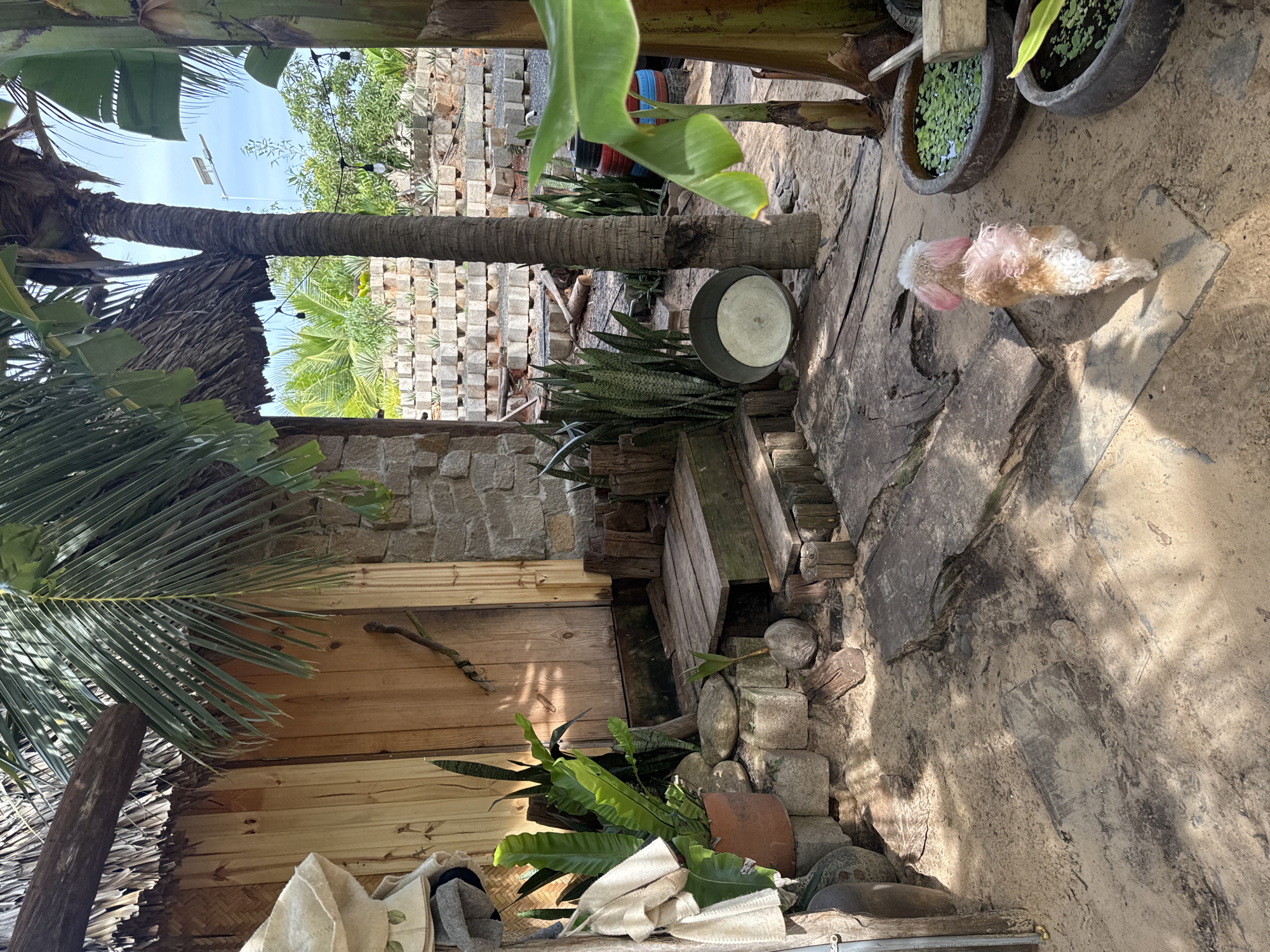 In Mũi Né, Vietnam, a small, light-colored dog with pink-dyed ears walks on a sandy path toward a thatched-roof structure with a wooden door. The structure is made of rough stone and wood, with a palm frond roof. Plants, including a bird's nest fern, are visible in clay pots and growing in the sandy area. Two large, circular ceramic planters filled with water and small green plants are positioned to the right of the dog. In the background, a palm tree stands tall, and beyond that, a wall constructed of stacked concrete blocks and more vegetation can be seen. The scene is outdoors, with sunlight casting shadows on the ground.