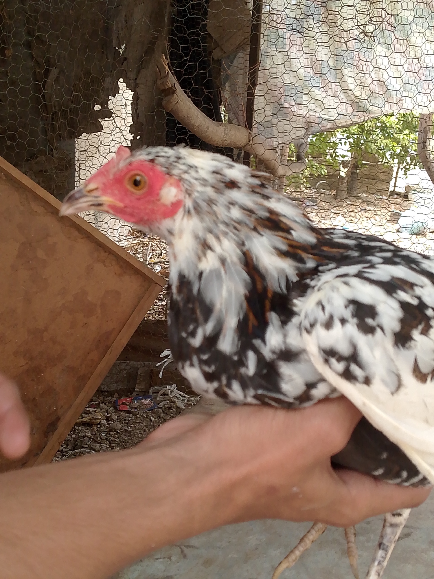 A chicken with a mottled pattern of black, white, and brown feathers is being held in a person's hand. The chicken has a red face. It is in a wire enclosure. Vegetation is visible outside of the enclosure. Debris is on the ground. The location is Juan Griego, Venezuela.
