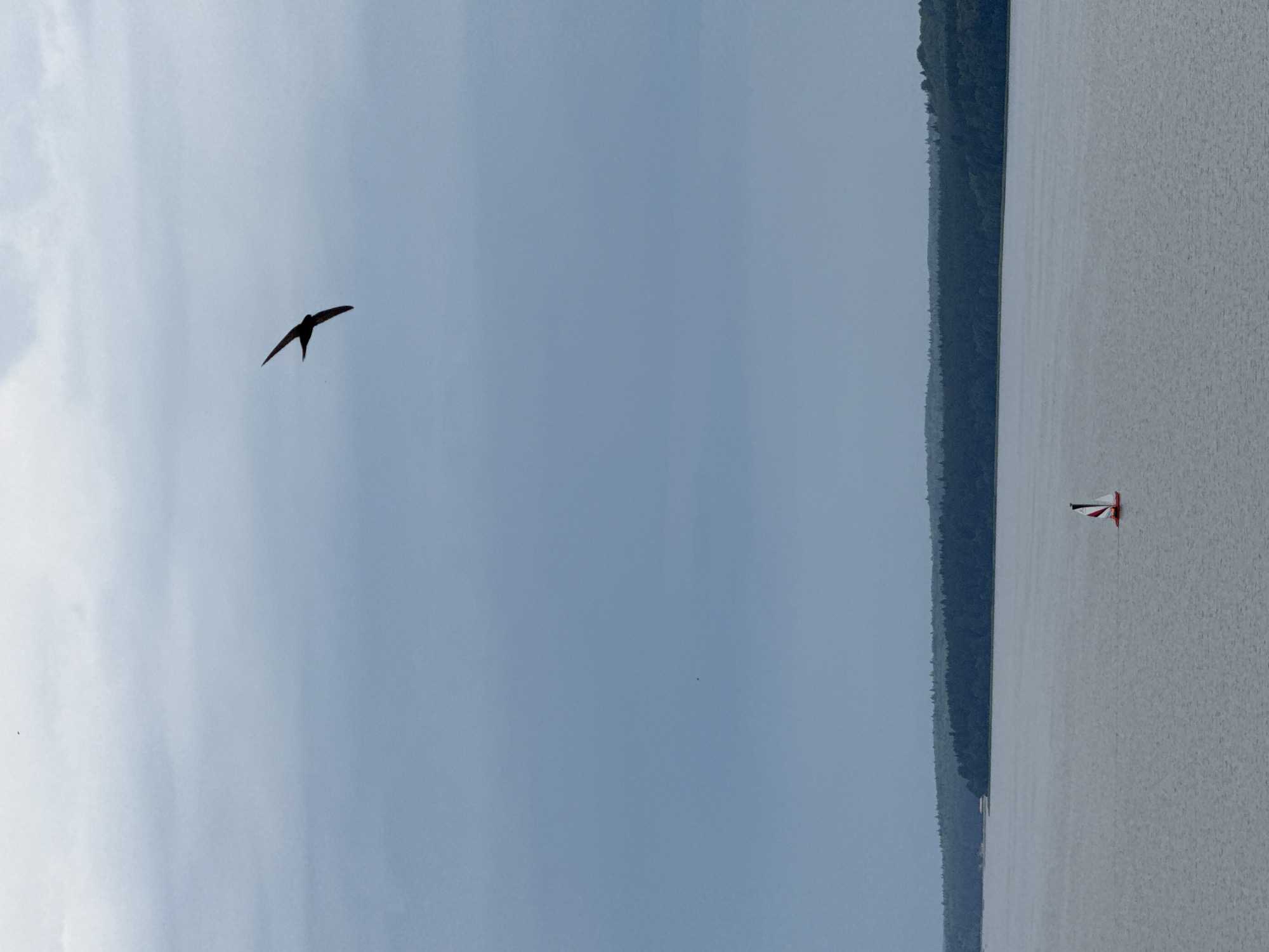 A bird is captured mid-flight against a cloudy sky over a wide body of water. In the distance, a tree-lined shore is visible. A small red sailboat with white and red sails navigates the water. The image appears to be taken from a high vantage point, looking out over a natural landscape. There are no people visible in the image, and the overall mood is serene and natural.
