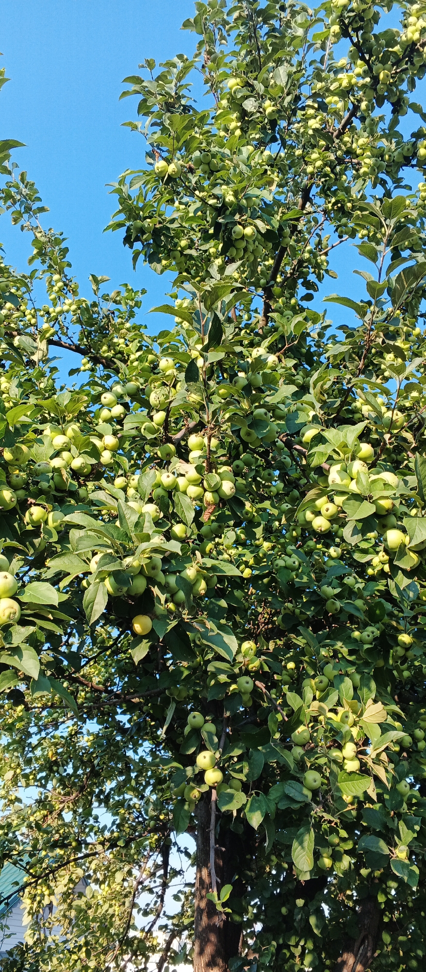 An apple tree laden with unripe green apples stands against a clear blue sky. The image captures a dense canopy of leaves and branches, with numerous small green apples distributed throughout. The sunlight filters through the leaves, creating a dappled effect. In the lower left corner, a portion of a house with a green roof is visible, suggesting a residential setting. The overall scene depicts a healthy, fruit-bearing tree in what appears to be a natural or garden environment. The location is confirmed as Izhevsk, Russia.