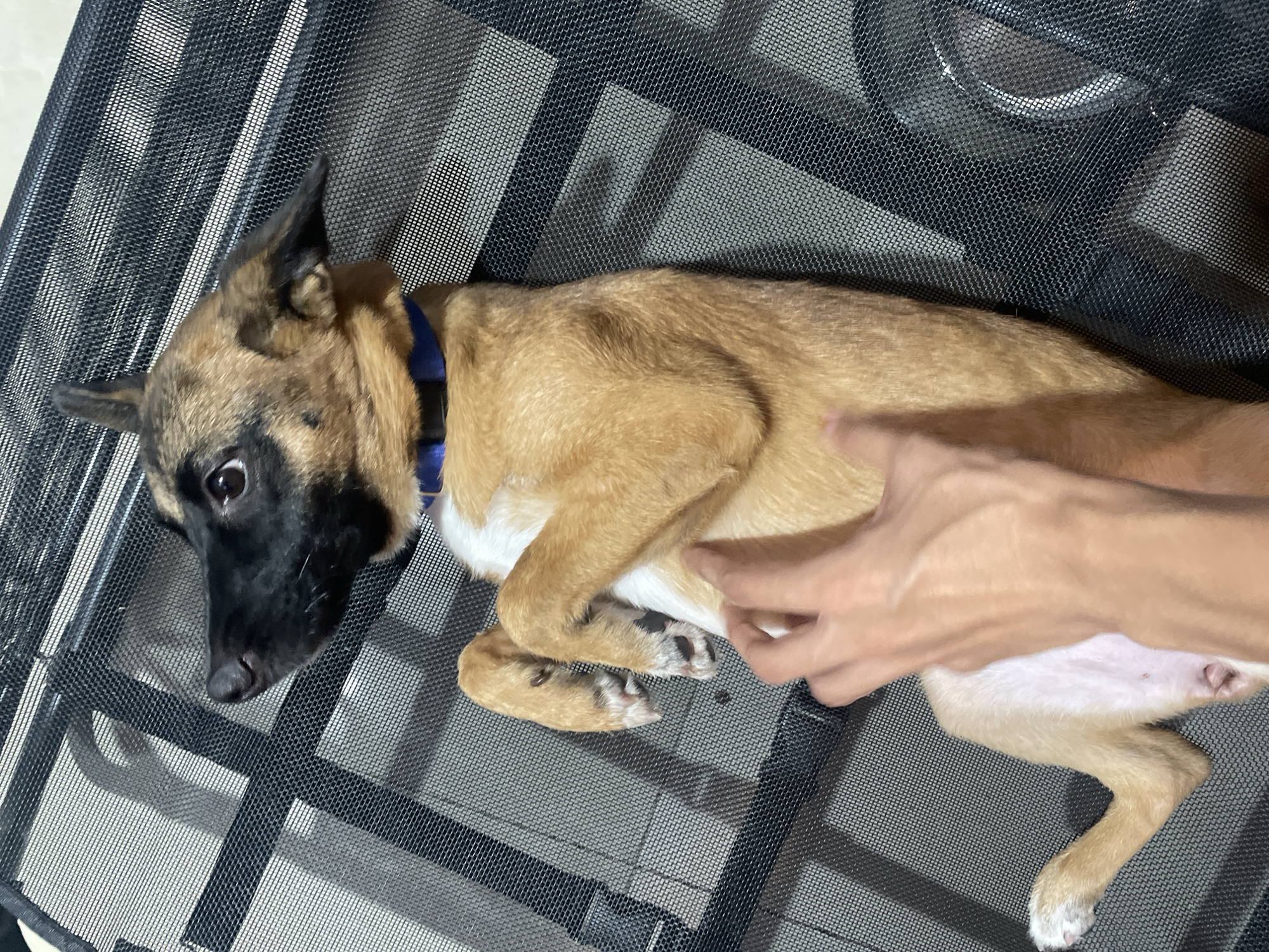 In Davao City, Philippines, a tan and black dog, possibly a Belgian Malinois puppy, lies on its back on a black mesh surface, a common material for outdoor furniture. The puppy wears a blue collar. Its front paws are crossed, and a human hand with visible veins is shown petting its belly. The background is indistinct, but appears to be an indoor or shaded outdoor setting, possibly a patio or balcony, with a faint shadow suggesting furniture or a wall.