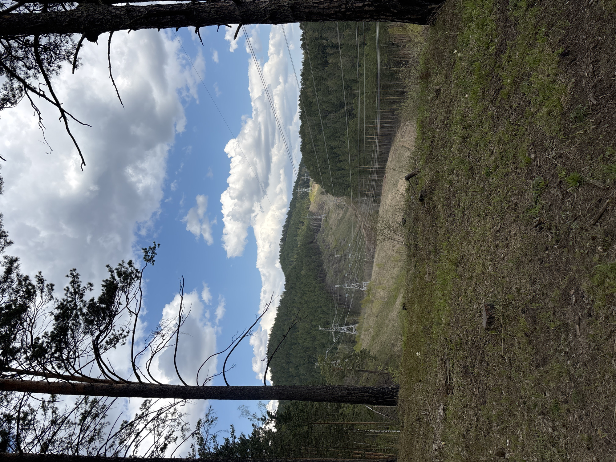 The image captures a scene in what appears to be a forest or woodland area, likely located near Krasnoyarsk, Russia, based on the presence of power lines spanning across a clearing cut through the trees. Tall pine trees frame the image, with their trunks visible in the foreground. Through the gap between the trees, a hillside slopes down, where a swathe of vegetation has been cleared for power lines and pylons. The pylons ascend the hillside, carrying overhead power lines. The sky is partly cloudy, showing patches of blue sky amidst white and grey clouds. The ground is covered in grass and fallen leaves, indicating a natural setting.