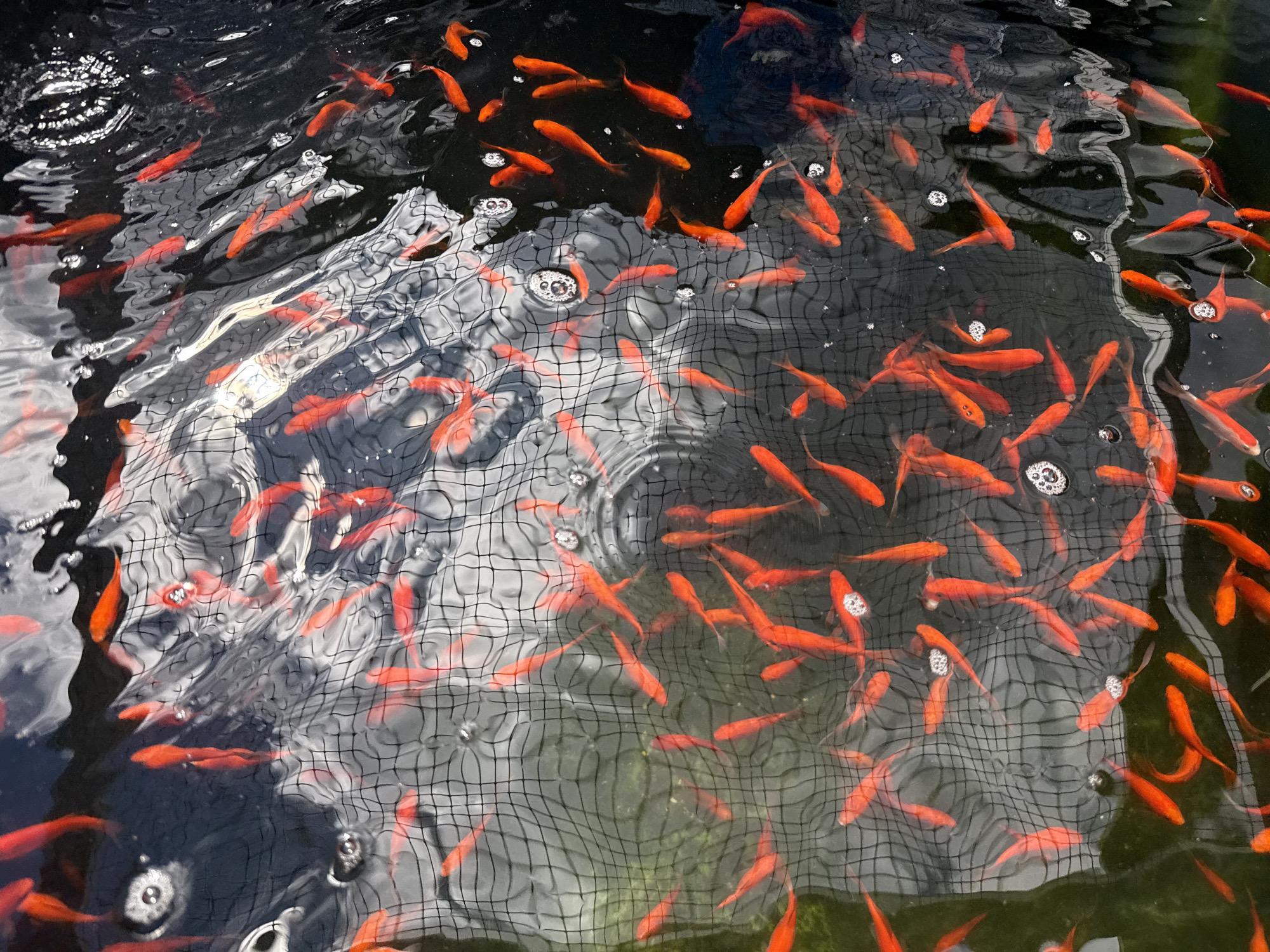 The image captures a multitude of orange-red fish, consistent with goldfish or common carp, actively swimming in a dark-bottomed outdoor pond or water feature. A black, grid-patterned mesh net is partially submerged and stretched across a substantial area of the water's surface, with fish visible both above and below its structure. The water is highly reflective, showing ripples and distortions from fish movement and environmental factors, alongside numerous small, white bubbles on the surface. Reflections of a bright, diffuse light source, likely the sky, are evident. Patches of submerged green material, possibly algae or aquatic vegetation, are discernible beneath the water, particularly on the right side. No human figures or direct human interaction are visible. The environment appears to be an open-air setting. This scene is situated in Weinstadt, Germany.