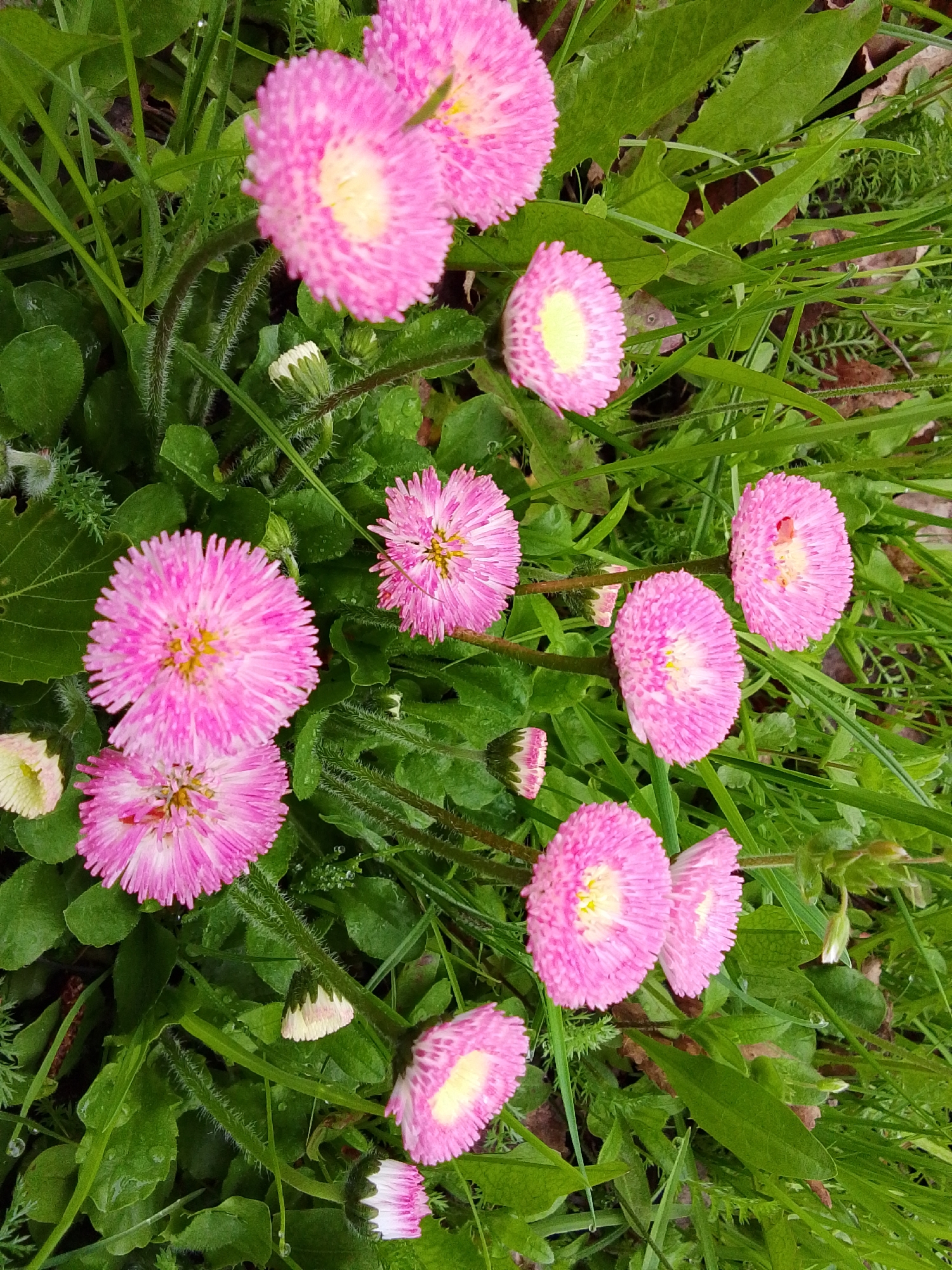 The image is a close-up shot of pink bellis perennis flowers, commonly known as daisies. They are interspersed with various types of green grasses and foliage. The flowers have a bright pink color with a yellow center. Some unopened flower buds are also visible. The scene takes place outdoors in a grassy area. There is no information present in the image to conclude that the location is in the city of 1-Go Maya, Russia.
