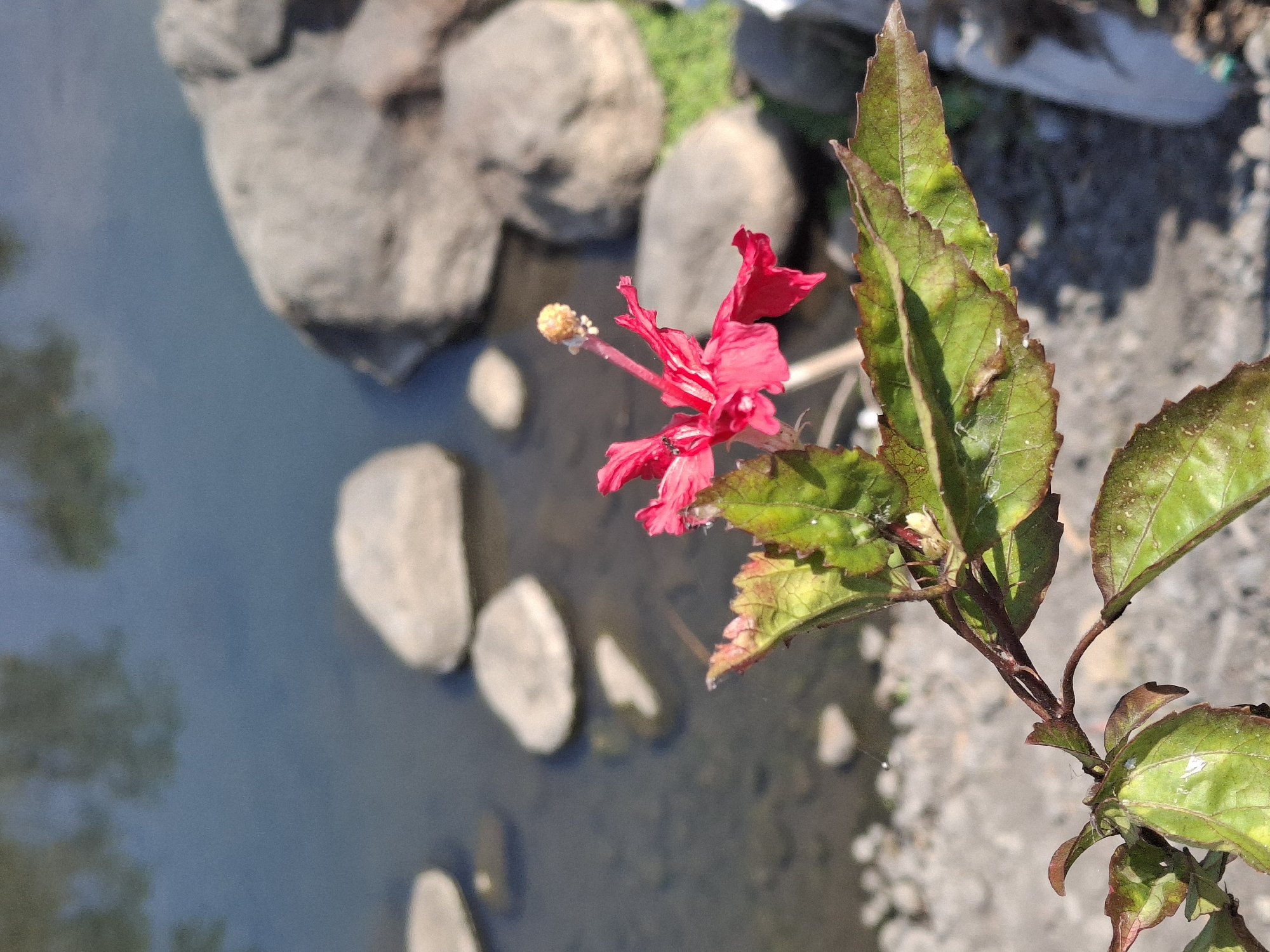 The image depicts a close-up of a small, vibrant pink hibiscus flower with ruffled petals, attached to a stem with green leaves. The leaves appear slightly wilted and have reddish-brown edges. A tiny black insect is visible on one of the petals. The flower and leaves are in sharp focus in the foreground.
The background is softly blurred, revealing a body of water with several large, smooth, grey rocks scattered along its edge. The water reflects the muted colors of what appears to be foliage, suggesting trees or other vegetation are nearby. The ground in the immediate background consists of gravel and pebbles. The overall setting suggests an outdoor environment, possibly near a river or pond.
The image does not provide any specific visual cues to pinpoint its location within the city of Lumajang, Indonesia.