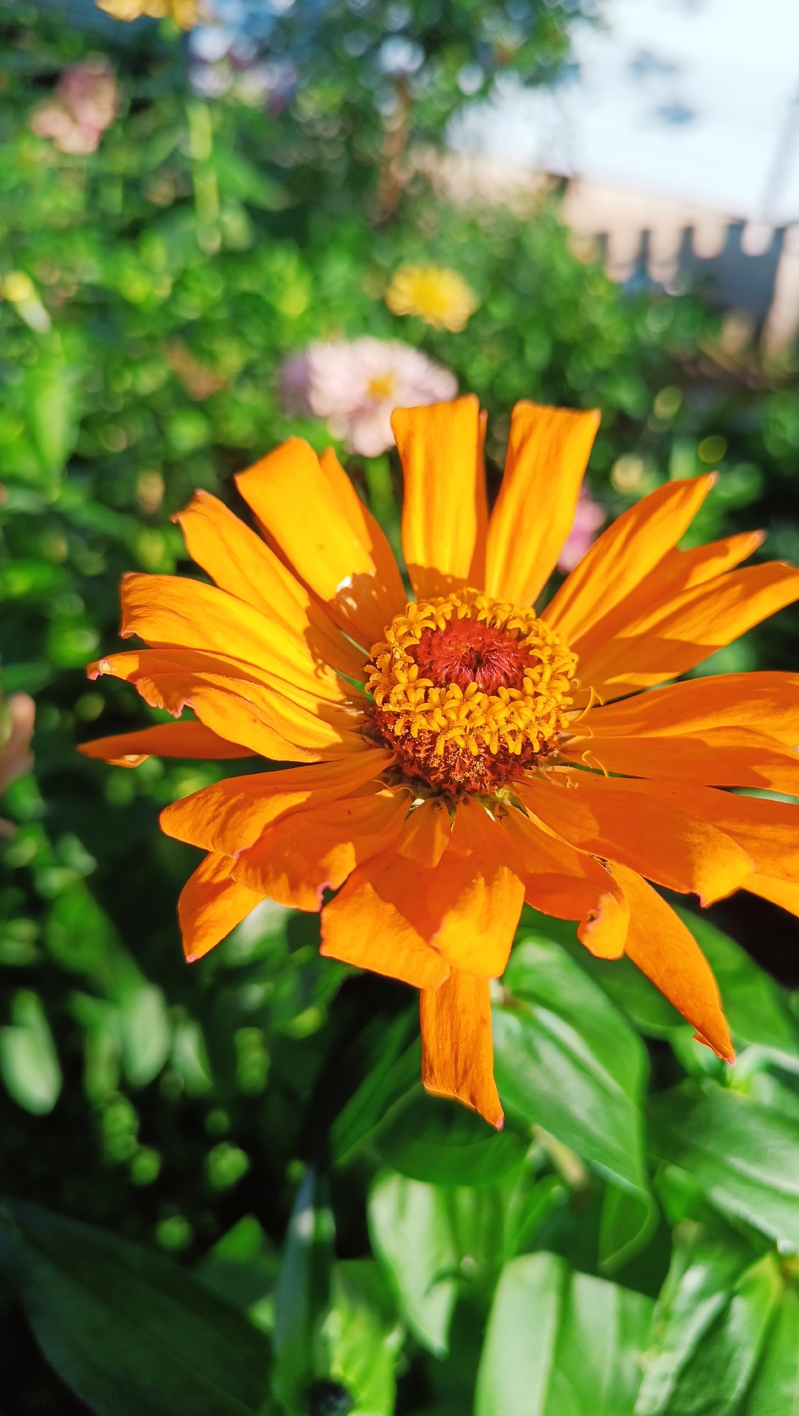 A close-up, vertical shot captures an orange zinnia flower in full bloom, its petals fanned out and slightly curled. The center of the flower features a cluster of reddish-brown stamens tipped with yellow pollen. The zinnia is set against a blurred background of lush green foliage, with hints of other out-of-focus flowers, including a pale pink one and a yellow one, further in the distance. In the upper right portion of the image, a portion of a white picket fence is visible, also out of focus. The lighting suggests a sunny day, with sunlight illuminating the flower and casting subtle shadows. The scene appears to be in a garden, potentially in the city of Karsha, Russia, given the presence of common garden flora and fencing. There are no people or animals visible in the image.