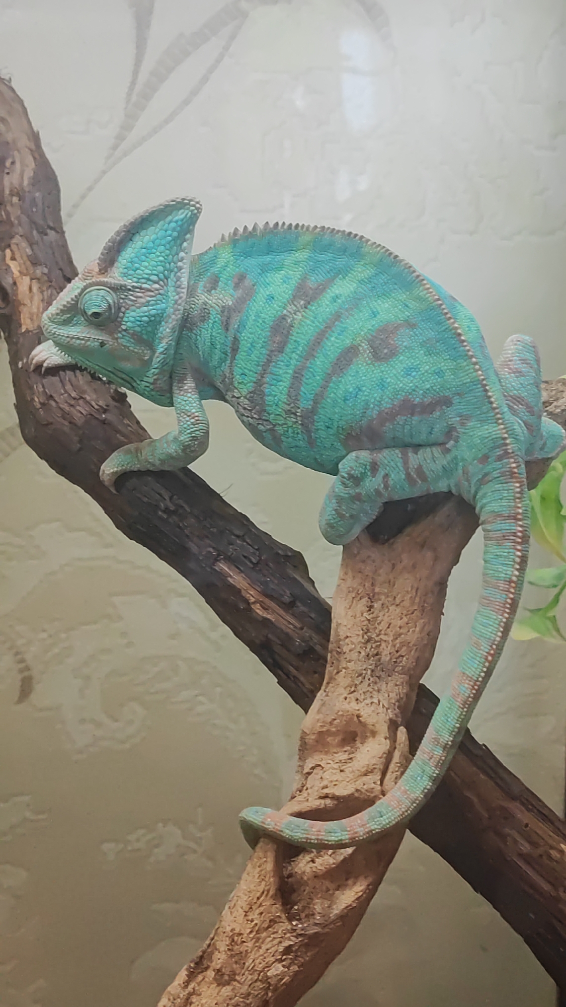 A veiled chameleon, primarily green and teal with dark bands, is perched on a rough, dark brown branch. Its body is angled to the left, with its head facing left. The chameleon has a prominent crest on its head and a coiled tail that rests on a lighter brown branch below. The background is out of focus and appears to be a textured, light-colored wall. The image was taken indoors, likely in a controlled environment such as a terrarium or zoo enclosure, not in the city of Sochi, Russia.