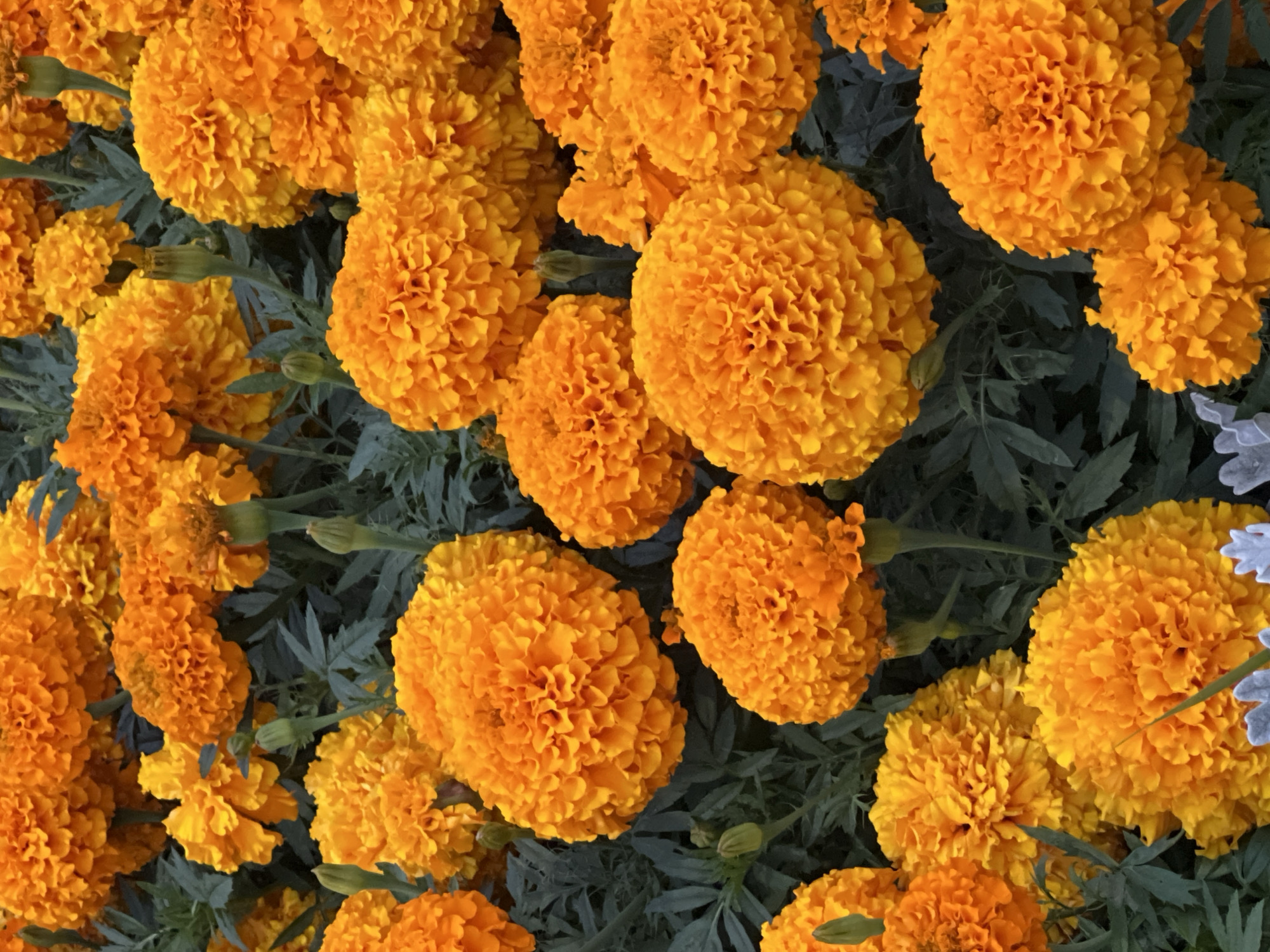 The image displays a dense bed of vibrant orange marigolds. The flowers are in full bloom, with numerous petals densely packed together, creating a textured, almost spherical appearance. Some unopened buds are visible amongst the blossoms, their green sepals characteristic of marigolds. The foliage of the marigolds is dark green and forms a lush background for the bright orange flowers. The overall impression is of a well-maintained garden or park area. Without further context or metadata, the specific location within Krasnodar, Russia, cannot be determined.
