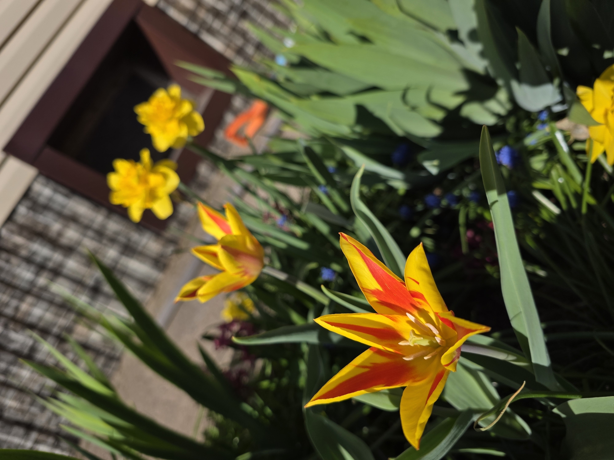 The image shows a close-up of a garden in Chaikovsky, Russia. The focus is on a brightly colored tulip with yellow petals and red stripes. Other flowers, including yellow daffodils and small blue flowers (likely forget-me-nots), are visible in the background. Green leaves surround the flowers. In the upper left corner, part of a building or structure with brown trim can be seen, suggesting an outdoor setting next to a building. The scene appears to be captured during daylight, with sunlight casting shadows on the plants and ground. The general atmosphere is that of a well-tended, colorful spring garden.