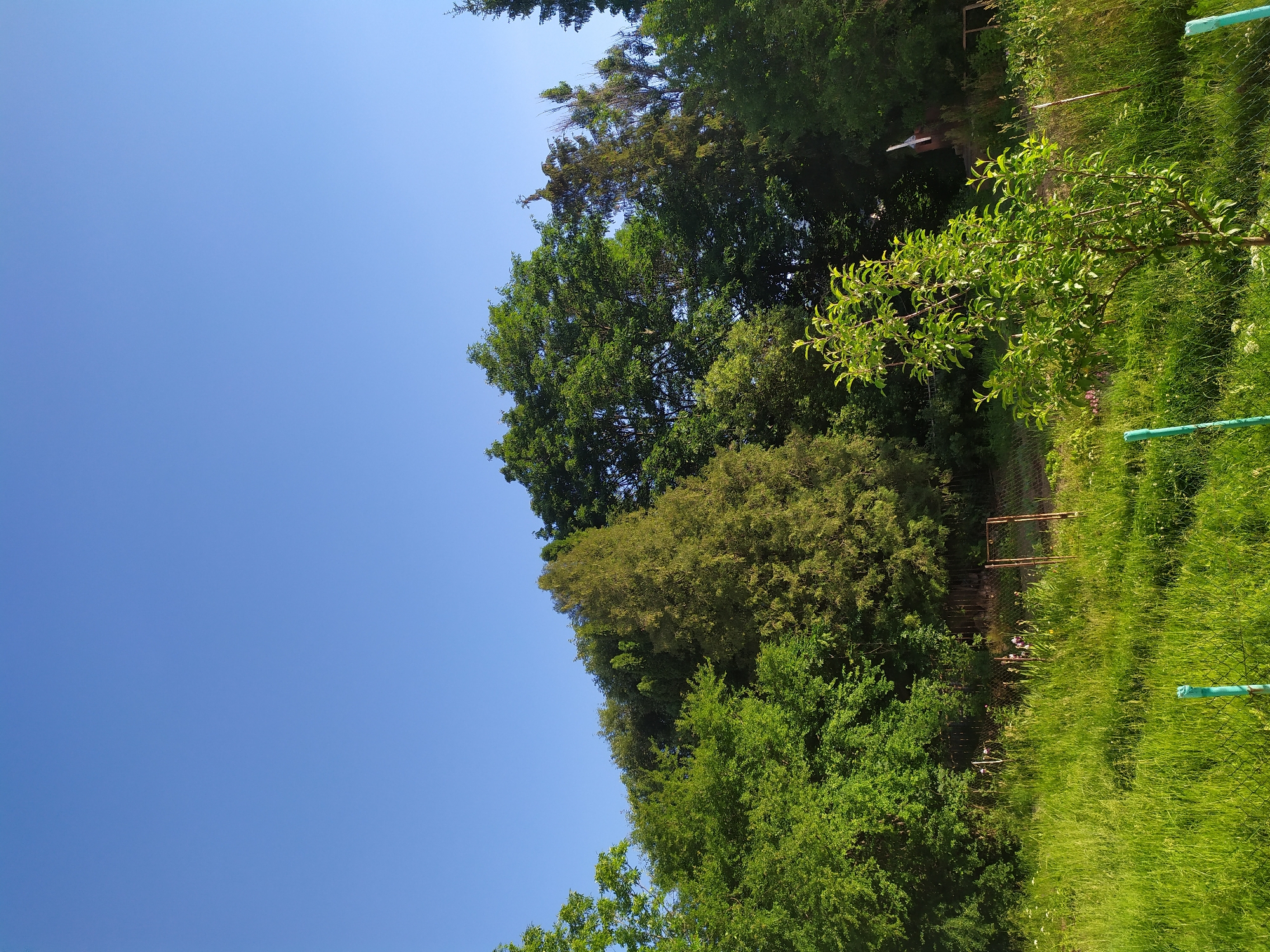 This image depicts a clear, bright blue sky above a dense line of varied green trees and foliage, suggesting an outdoor, natural setting. The trees vary in height and texture, with some appearing as tall conifers and others as broader, leafy deciduous trees. In the foreground, a gently sloping meadow is covered in tall, vibrant green grass. A thin chain-link fence runs horizontally across the middle ground, separating the meadow from a patch of taller, darker vegetation behind it. Scattered within this darker vegetation are a few thin, vertical fence posts, one of which appears to be made of rusted metal and has a gate-like structure attached. In the far right background, a small, white brick structure with a red roof is partially visible amongst the trees. The overall impression is one of a rural or semi-rural environment, likely in or around the city of Turka, Ukraine, given the context. The scene is illuminated by natural sunlight, casting soft shadows and highlighting the lush greenery.