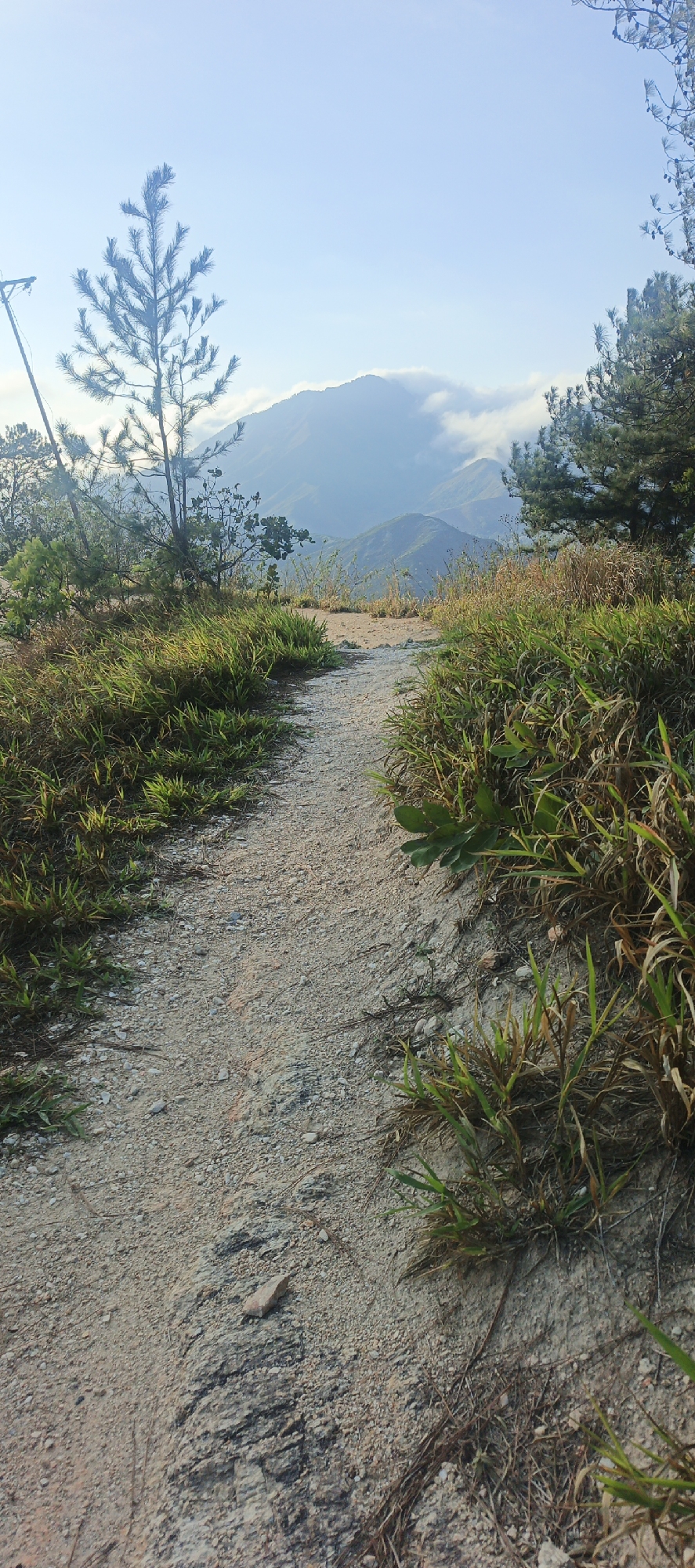 This image presents a serene natural landscape, focusing on a winding dirt path leading towards distant mountains. The setting is a mountainous area, likely a hiking trail, within Naguanagua, Venezuela.
The path, made of light-colored gravel and soil, occupies the foreground and mid-ground, gently curving as it ascends. It is bordered on both sides by lush green and some drier, yellowish-brown grass and various small plants. On the left side of the path, a slender pine tree stands prominently, its branches reaching towards the sky, and a partial view of a utility pole structure is visible behind it. The right side of the path is also lined with dense vegetation, including more pine trees and shrubs.
In the background, grand mountains rise majestically, their upper slopes partially obscured by soft, ethereal clouds or mist, creating a sense of depth and mystery. The sky above is a clear, light blue, indicative of a calm and bright day, likely early morning given the soft, diffused light.
No people are visible in the image, suggesting an undisturbed natural environment, but the presence of the path implies human activity such as hiking or exploration. The overall impression is one of tranquility and natural beauty, inviting viewers to imagine a peaceful walk along the trail. There is no visible text in the image.