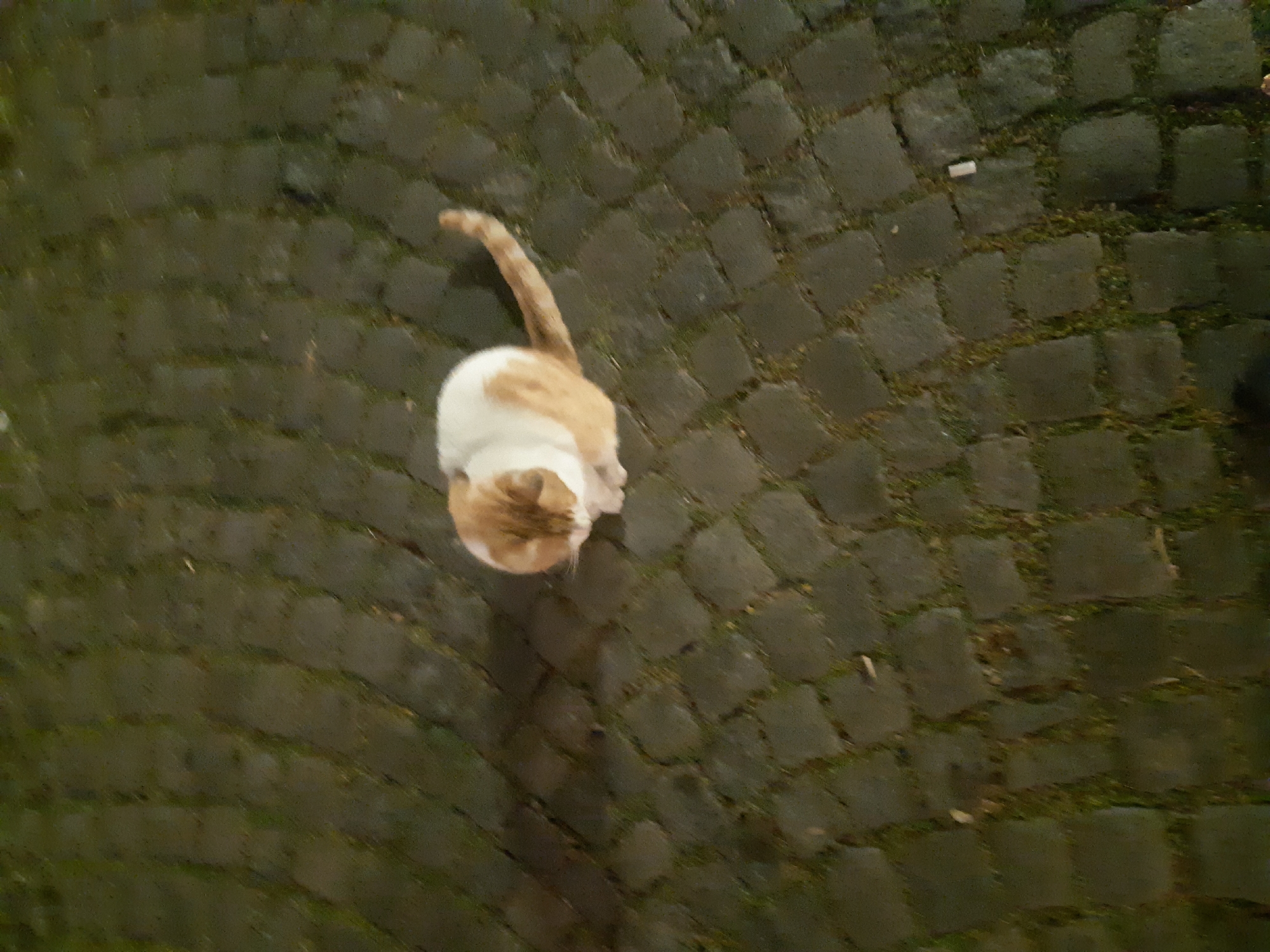 An orange and white cat stands on a cobblestone street in Plovdiv, Bulgaria. The cat is viewed from above and the cobblestones are dark.