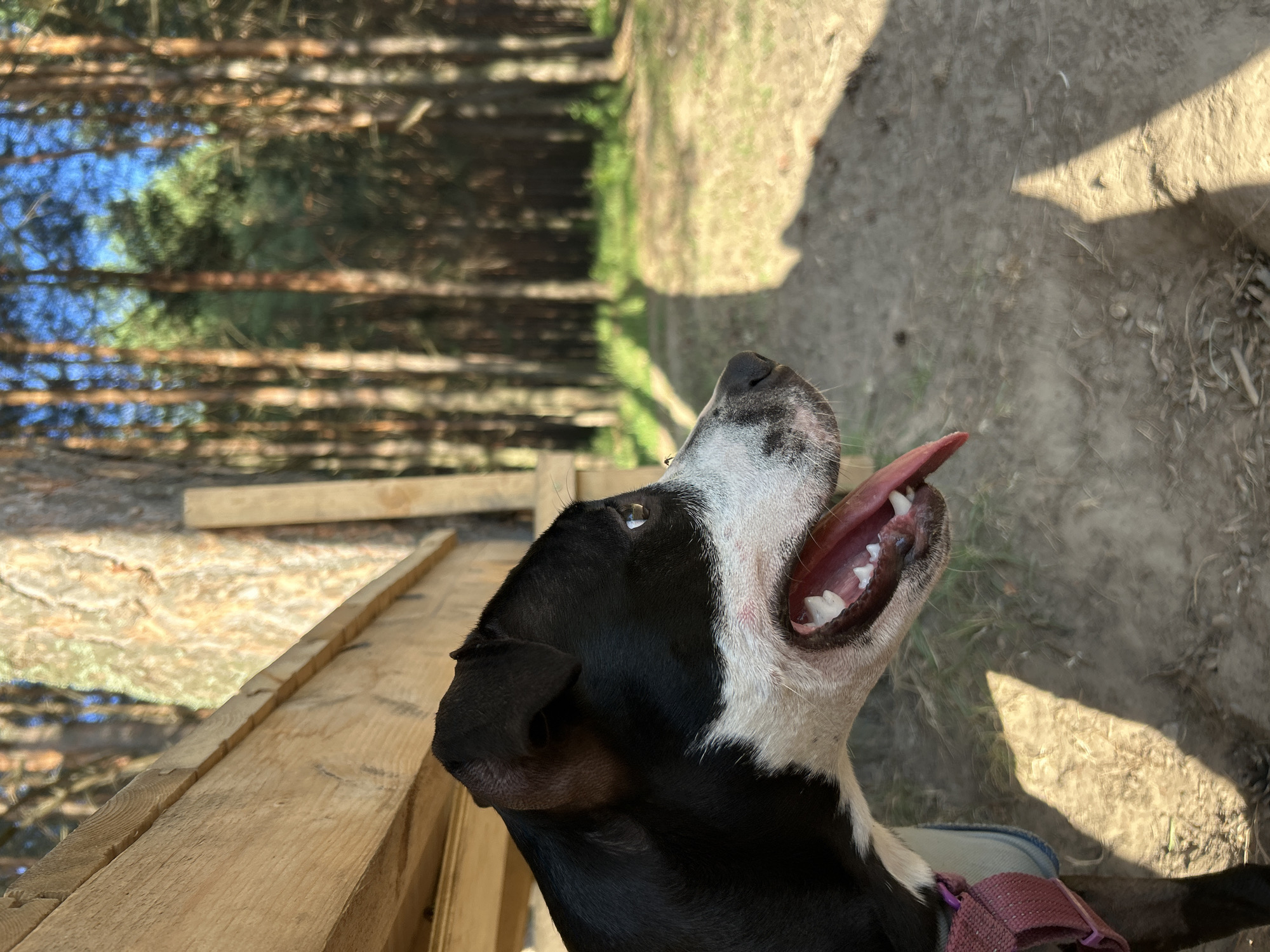 A close-up, low-angle shot shows the head and open mouth of a black and white dog, likely a pit bull type, looking upwards and to the right. The dog's mouth is wide open, revealing its teeth and a pink tongue. Sunlight streams from the upper right, casting a distinct shadow across the ground behind the dog, suggesting it's late afternoon or early morning.
The setting appears to be outdoors, possibly a wooded area or park in Chaikovsky, Russia, given the context. In the background, out-of-focus trees with thin trunks are visible, interspersed with patches of blue sky and green foliage. In the foreground, the dog is positioned on or near a wooden structure, with planks of light-colored wood forming a diagonal line across the lower portion of the image. A fragment of a purple collar is visible around the dog's neck. The ground is a mixture of dirt and dry grass. The overall mood is one of a happy, perhaps panting, dog enjoying an outdoor moment. There is no visible text in the image.