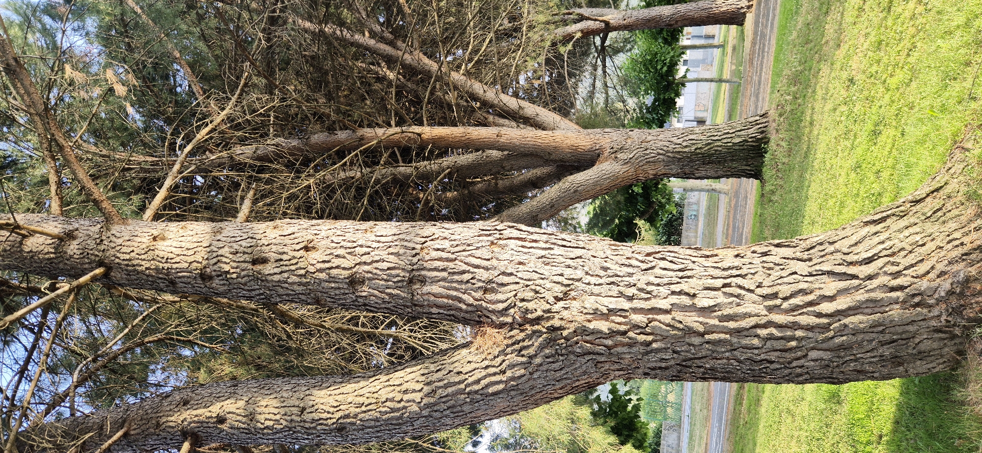 A vertical, close-up shot captures the textured bark of a large tree in the foreground. The tree trunk is rough and appears to have split into two main branches near the bottom of the frame, with dry twigs and needles visible against a bright sky. In the background, more trees with similar bark and branching patterns are visible, interspersed with lush green grass and a paved area with scattered smaller, manicured trees. A subtle hint of a fence and buildings can be seen beyond the trees. The lighting suggests it's daytime, with sunlight casting shadows and highlighting the texture of the bark. The location is specified as Unknown, Unknown.