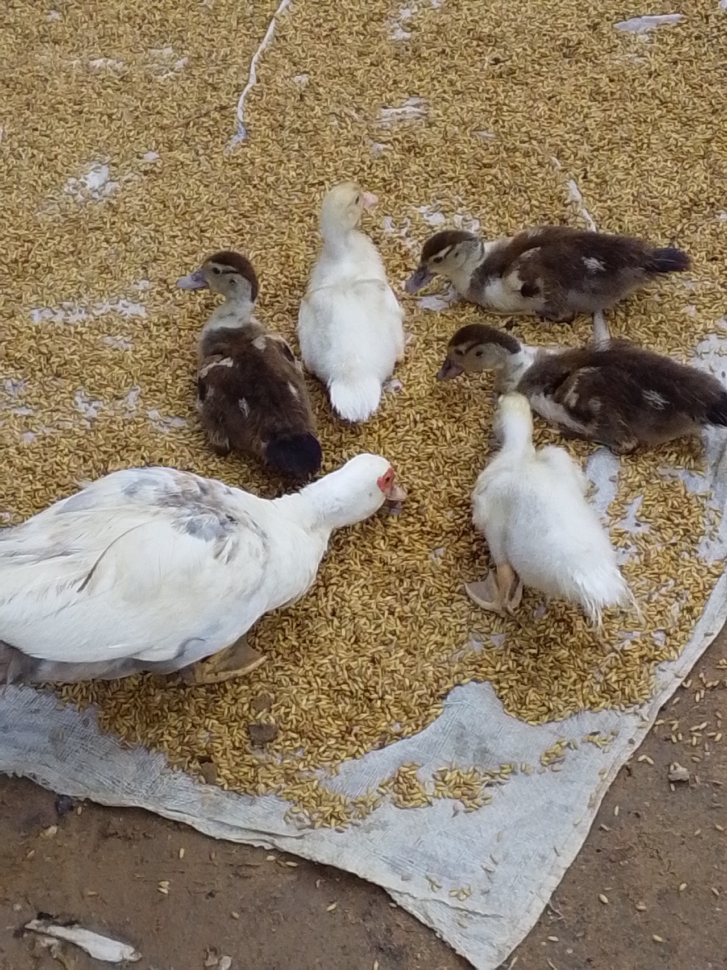 In Serti, Nigeria, a flock of six ducks, varying in age and color, are gathered on a textured surface composed of scattered grain. The ducks include one adult white Muscovy duck with grey markings on its back, positioned on the left side of the frame, and five ducklings. Three of the ducklings are brown and white, while two are entirely white. They are clustered together on a light-colored cloth spread over the grain. The environment appears to be outdoors, with the grain and cloth laid on a dirt surface.