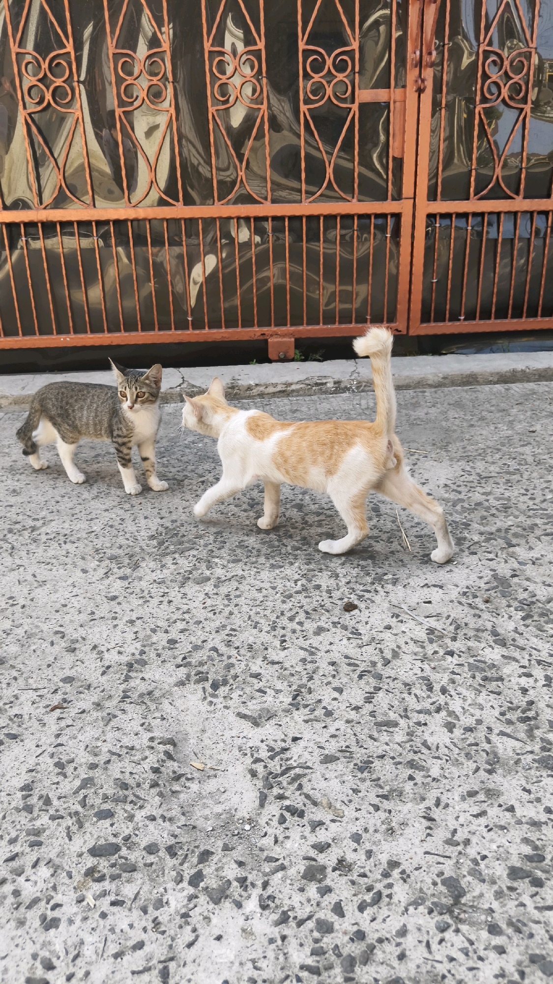Two cats are on a paved surface in front of an orange metal gate. The cat on the left is mostly grey with dark stripes and white paws and chest. It is standing still and looking to the right. The cat on the right is mostly white with orange patches. It is walking to the left, with its tail raised and curved over its back. The gate has decorative swirls and vertical bars. The ground is a rough, grey asphalt surface with small stones. The scene appears to be outdoors.