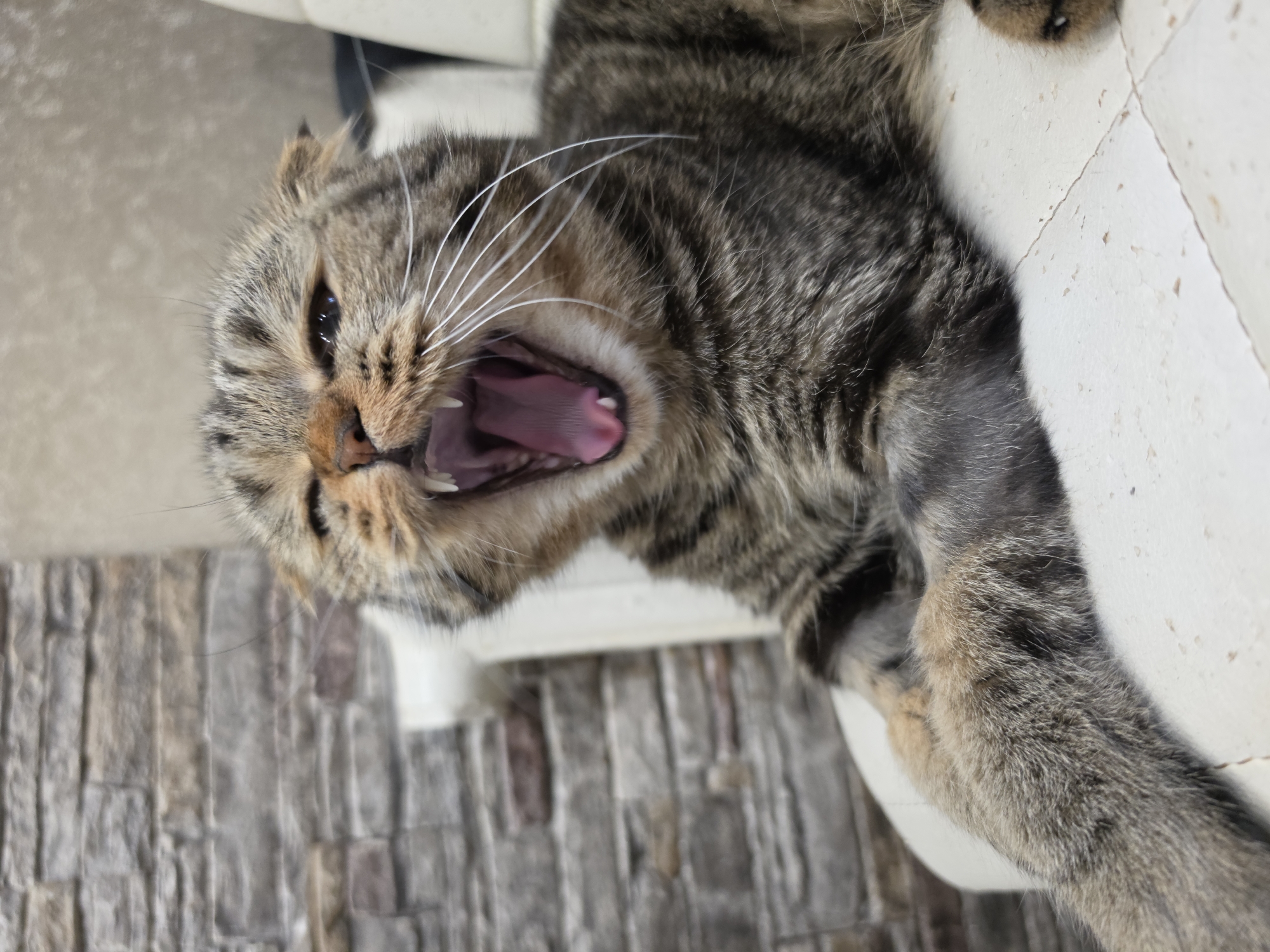 A close-up, eye-level, indoor shot shows a tabby cat with its mouth wide open, mid-yawn. The cat is lying on a white, textured surface, possibly a chair or sofa, with its front paws resting on it. The background features a wall with a stone veneer pattern. The cat's fur is striped in shades of brown and black, with white whiskers fanning out from its muzzle. Its pink tongue and sharp teeth are visible inside its open mouth. The image is sharpest on the cat's face, with the background slightly blurred. The lighting appears to be artificial and soft. No specific location within Chaikovsky, Russia, can be identified from the image.