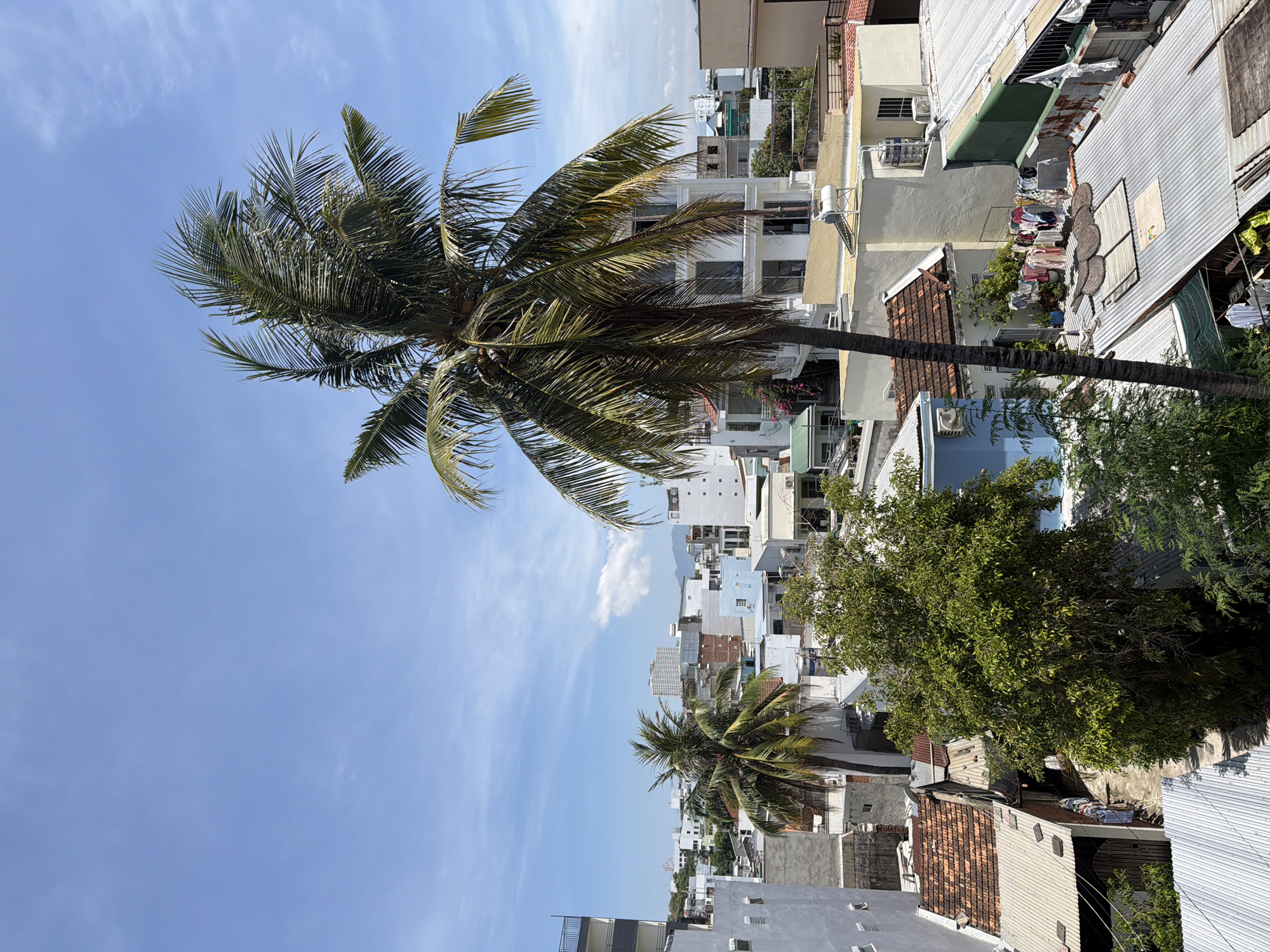 This is an outdoor, eye-level shot taken from an elevated vantage point, looking out over a dense urban landscape under a bright, partly cloudy sky. The scene is dominated by a large palm tree in the foreground, its fronds creating a canopy that partially obscures the view of the buildings below. The architecture is varied, featuring a mix of white, blue, and terracotta-colored buildings, some appearing to be residential or mixed-use. Many of the rooftops are made of corrugated metal, some showing signs of rust. Clothes are visible hanging to dry on several lines, suggesting active habitation. In the background, larger, modern buildings rise above the lower structures, and beyond them, distant mountains are visible. The overall impression is of a sunny day in a tropical city, likely Bac Nha Trang Ward, Vietnam, with everyday life unfolding on the rooftops and streets. There are no people clearly visible in the frame.