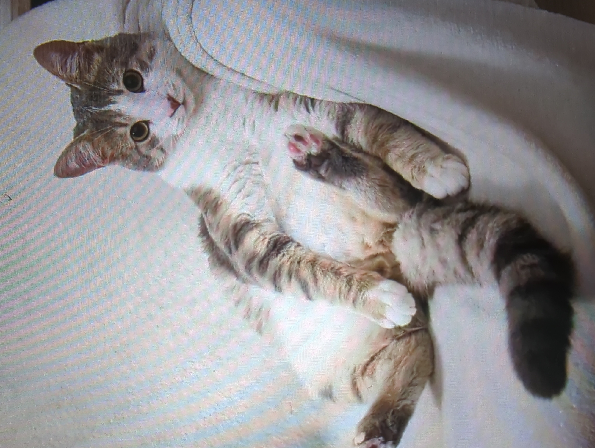 A grey and white cat is lounging on a beige armchair in what appears to be a living room. The cat is lying on its back with its legs spread apart, exposing its belly. Its tail is curled up over its body, and its head is tilted to the side, looking directly at the camera. The cat has large, round eyes and pointed ears. The armchair is covered in a textured fabric, and the background is blurred, suggesting the image was taken indoors.
