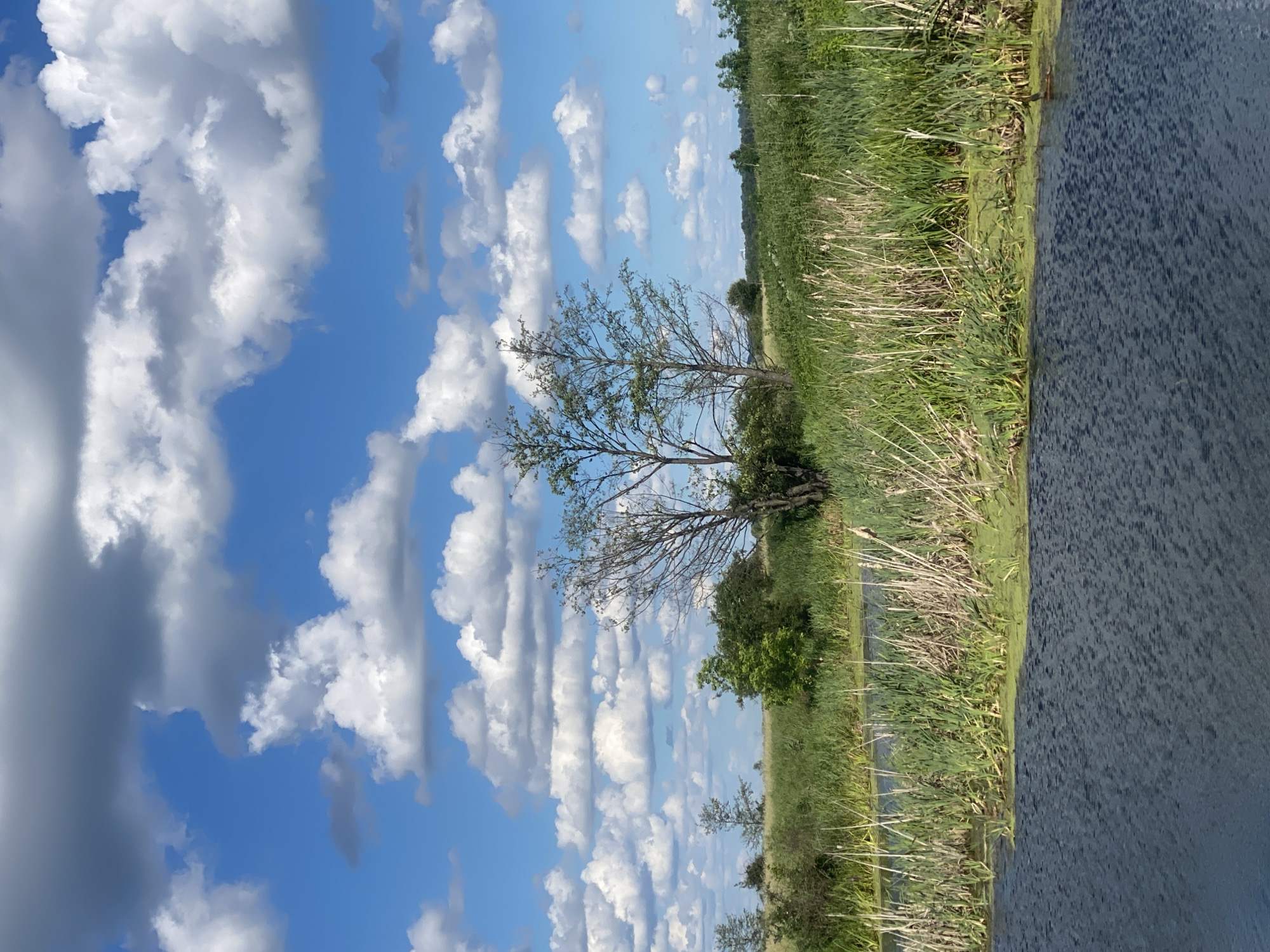 This is an outdoor, eye-level, vertical, daytime, natural landscape photograph. The scene depicts a body of water in the foreground, with a shoreline of tall grasses and reeds. In the middle ground, there are several trees, some with sparse foliage and others with lush green leaves, situated amidst a grassy field. The background features a horizon of distant trees and vegetation. The sky above is a bright blue, adorned with numerous fluffy white and gray clouds. The image appears to be taken in a rural or park-like setting, possibly near Ustyvytsia, Ukraine, given the context. There are no people or animals visible in the frame.