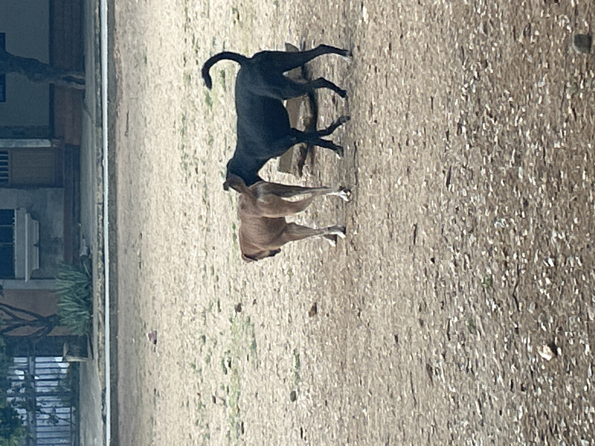 In Santa Ana, Venezuela, two dogs are captured in the frame. One dog, a light brown color, stands facing left. The other dog, black, stands to its right, with its head lowered and facing the rear of the brown dog. The environment is an outdoor area with a dirt and gravel ground, interspersed with patches of dry grass. In the background, a building with a porch and steps is visible, and beyond that, a street with a fence and some vegetation.