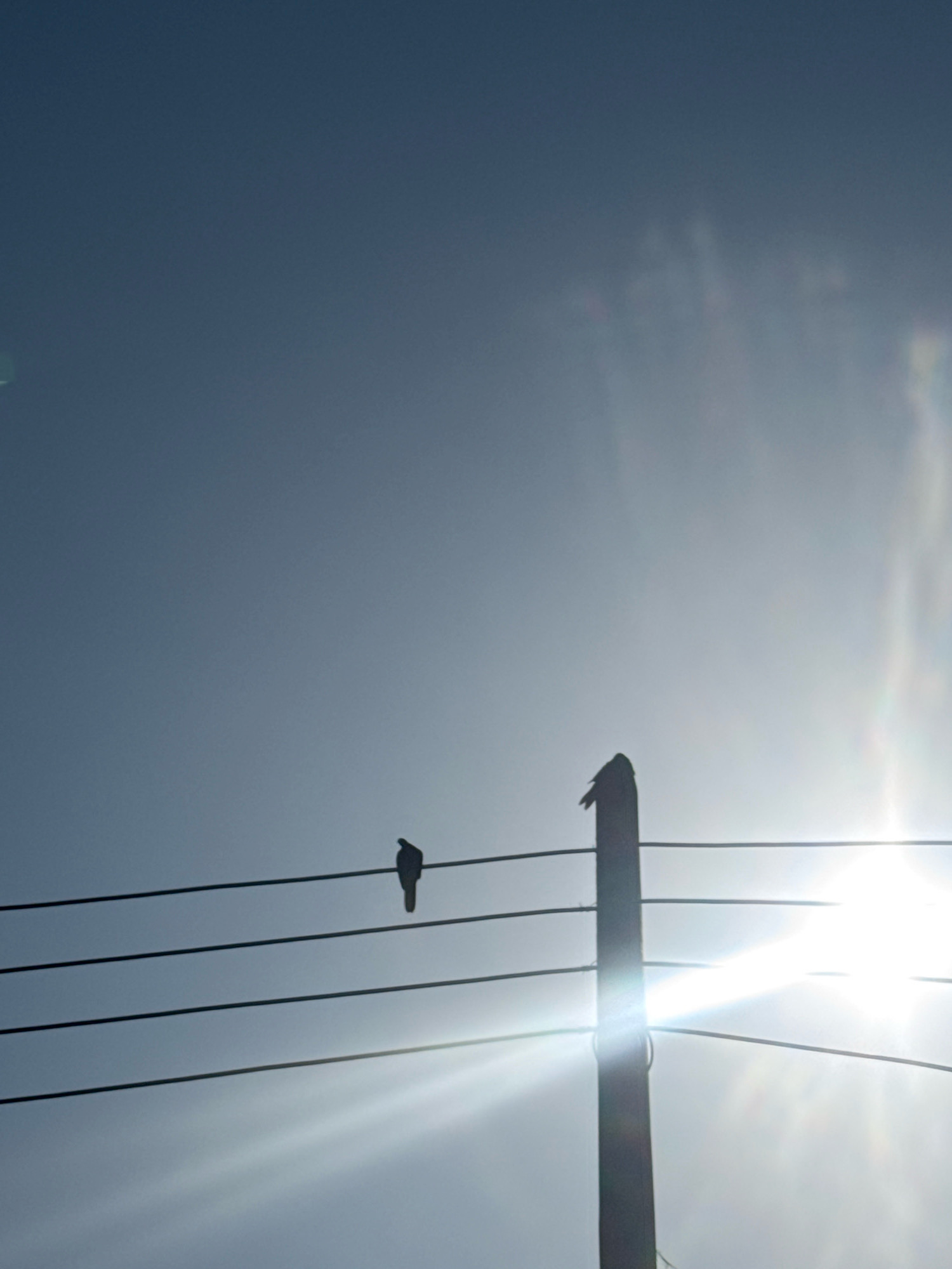 A silhouetted image depicts a utility pole with multiple wires against a hazy sky. Two birds are perched on the wires, one on a wire to the left of the pole and another on a wire to the right. The sun is shining brightly from the right side of the frame, creating lens flare and washing out the details of the sky.