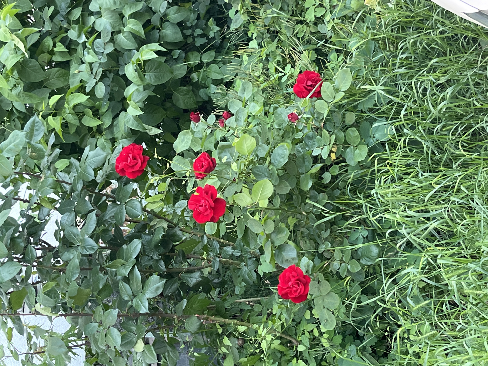 The image displays a garden scene, with a variety of plant life. Predominantly, the picture showcases a rose bush with several vibrant red roses in full bloom, interspersed among green foliage. Adjacent to the rose bush, there is a patch of tall, thin grass, creating a contrast in texture and color. The rose bush appears to be located in an outdoor garden or yard. No people are visible in the image. The location is not specified.