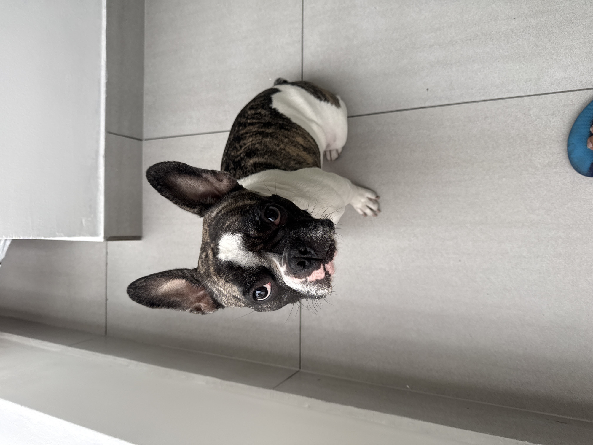 A brindle and white French bulldog is captured from a high angle, looking up at the camera. The dog is positioned on a light grey tiled floor. To the left of the dog, a white wall forms a corner with another wall that recedes into the background. The dog's fur exhibits a distinctive brindle pattern mixed with patches of white. Its ears are erect, and its dark eyes are wide and attentive. The dog's nose is a dark pink, and its muzzle is short, characteristic of the breed. The tiled floor is laid out in a grid pattern, with visible grout lines. In the lower right corner of the frame, a blue flip-flop is partially visible, suggesting the presence of a person off-camera. The lighting suggests an indoor environment with natural light coming from the left. The scene is devoid of any explicit indicators of location within Iquique, Chile, beyond the general domestic setting.