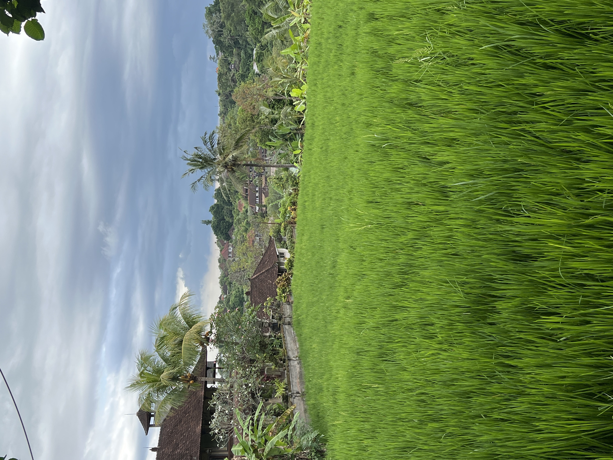 The image depicts a vibrant green rice paddy field in the Ubud District of Indonesia, with the field occupying a large portion of the right side. In the background, there's a densely vegetated hill with scattered houses and buildings visible among the trees. The sky is overcast with gray clouds. Palm trees stand out amidst the houses and other greenery, adding to the tropical feel. A pathway or small road separates the rice field from the built environment. The overall impression is that of a rural, tropical landscape with rice cultivation being a prominent feature.