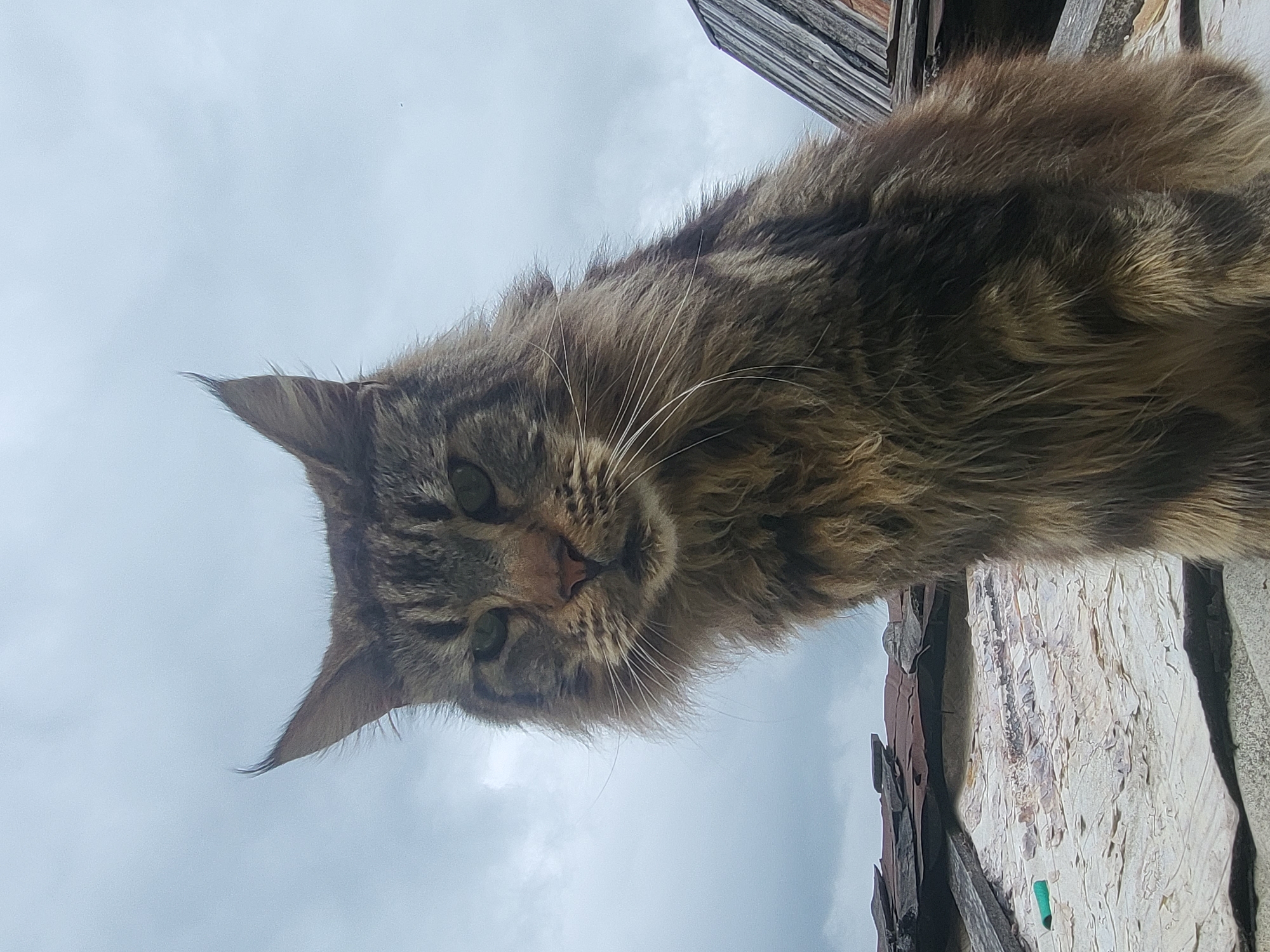 A large, long-haired tabby cat, exhibiting prominent ear tufts and green irises, is positioned in a low-angle view, gazing directly forward. The cat's fur displays brown and grey striped patterns, with lighter tones evident on its ventral side. It is situated on a weathered and partially dismantled outdoor structure, consistent with a roof or elevated platform. The immediate surface beneath the cat consists of light-colored, textured material, possibly worn roofing felt or thin wood sheeting, interspersed with darker, irregular fragments resembling broken slate or tile, and exposed wooden elements. A small, tubular green object is present on the lighter surface to the left of the cat. The background comprises a uniformly overcast sky. A weathered wooden architectural feature is partially visible on the right periphery of the image. This scene is located in Зипуново, Russia.