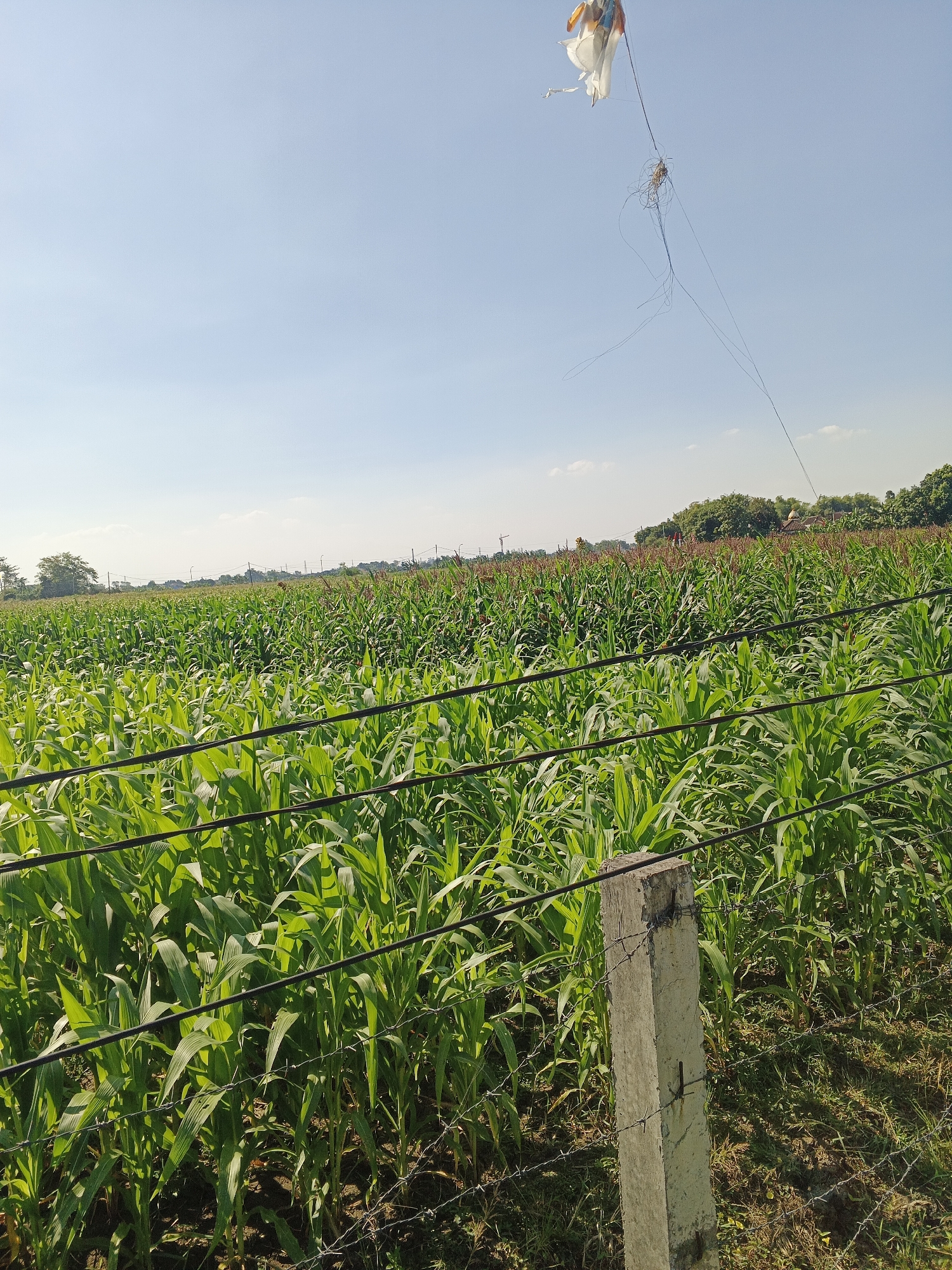 The image shows a bright, sunny day in Kemangsen, Indonesia, with a vast field of vibrant green corn crops stretching towards the horizon. The corn stalks are tall and lush, with broad leaves catching the sunlight. In the foreground, a barbed wire fence runs across the frame, supported by a weathered concrete post. Above the cornfield, a kite with orange, white, and blue panels is visible against the clear blue sky, tethered by a tangled string that trails downwards. The sky is mostly clear, with a few wispy clouds on the far horizon, hinting at a pleasant day. The overall scene suggests a rural agricultural setting in Kemangsen, Indonesia.