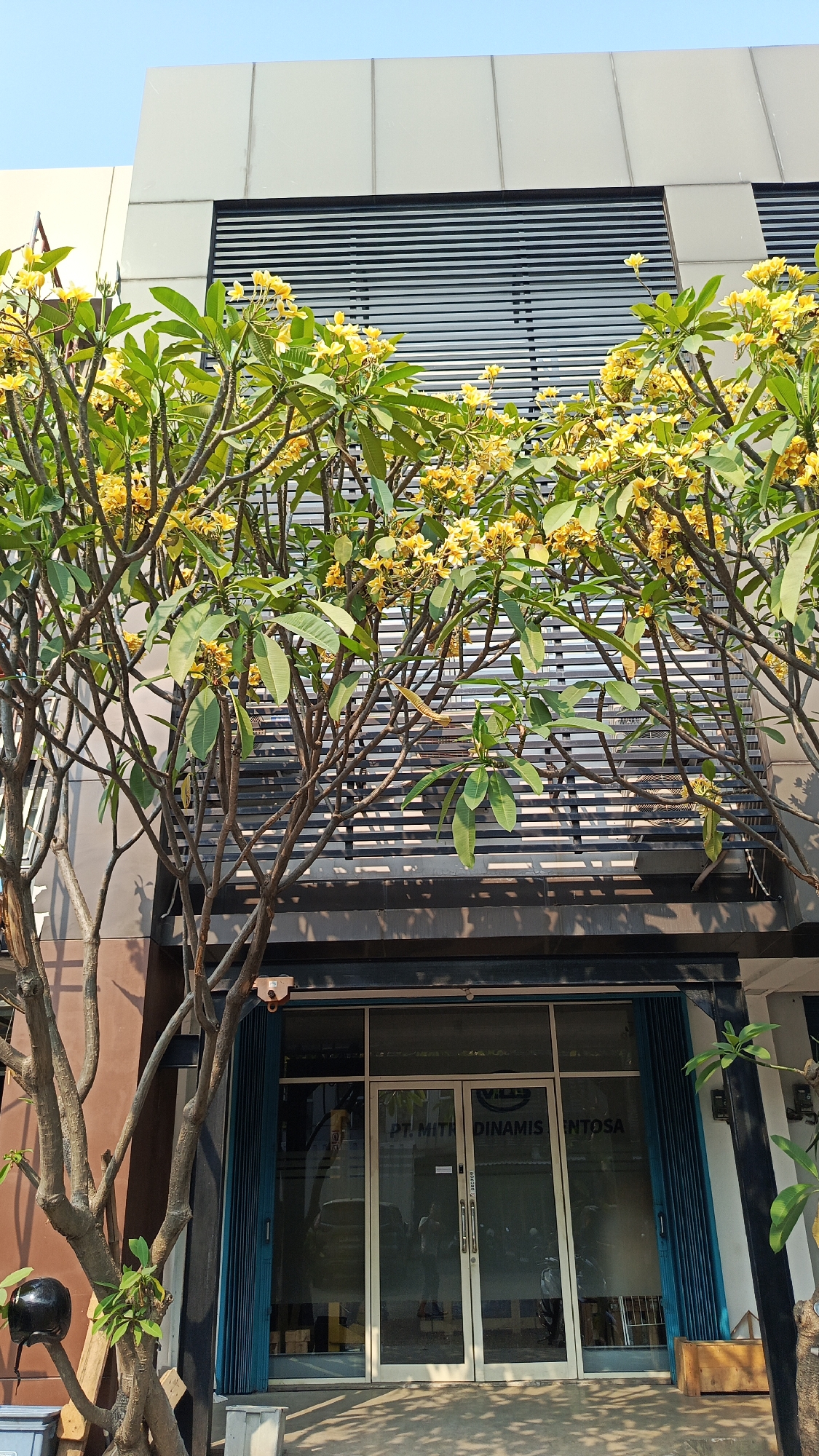 A low-angle, full shot captures the facade of a building in Tangerang, Indonesia, with lush yellow frangipani trees in bloom obscuring the upper floors and entrance. The building's exterior is modern, featuring a gray metallic grate and beige siding on the upper section, contrasting with the dark brown and glass storefront below. The entrance is a double glass door with stainless steel handles, revealing the interior of an office or shop, identified by the text "PT. MITRA DINAMIS SENTOSA" on the glass. Flanking the entrance are dark blue accordion doors. A tree trunk with sparse branches is prominent in the foreground on the left, with a black helmet resting on a piece of wood at its base. The scene is bathed in natural sunlight, casting shadows on the ground. The sky is clear and blue.