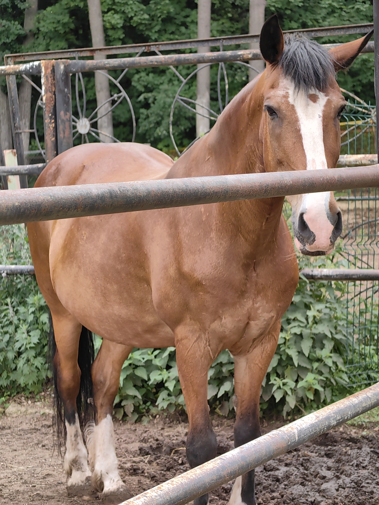 A brown horse stands in a muddy enclosure. The horse is facing the camera, with its head and front of its body visible. It has a white blaze on its face and dark mane and tail. The enclosure appears to be made of metal bars and fencing, with some rust visible on the bars. Behind the horse, there are green trees and foliage, suggesting an outdoor setting. The ground is covered in mud, and the horse's legs are also muddy, particularly its white markings. The overall impression is of a horse in a somewhat rustic or farm-like environment. The image appears to be taken in daylight, with the lighting suggesting it could be daytime. There are no people visible in the image.