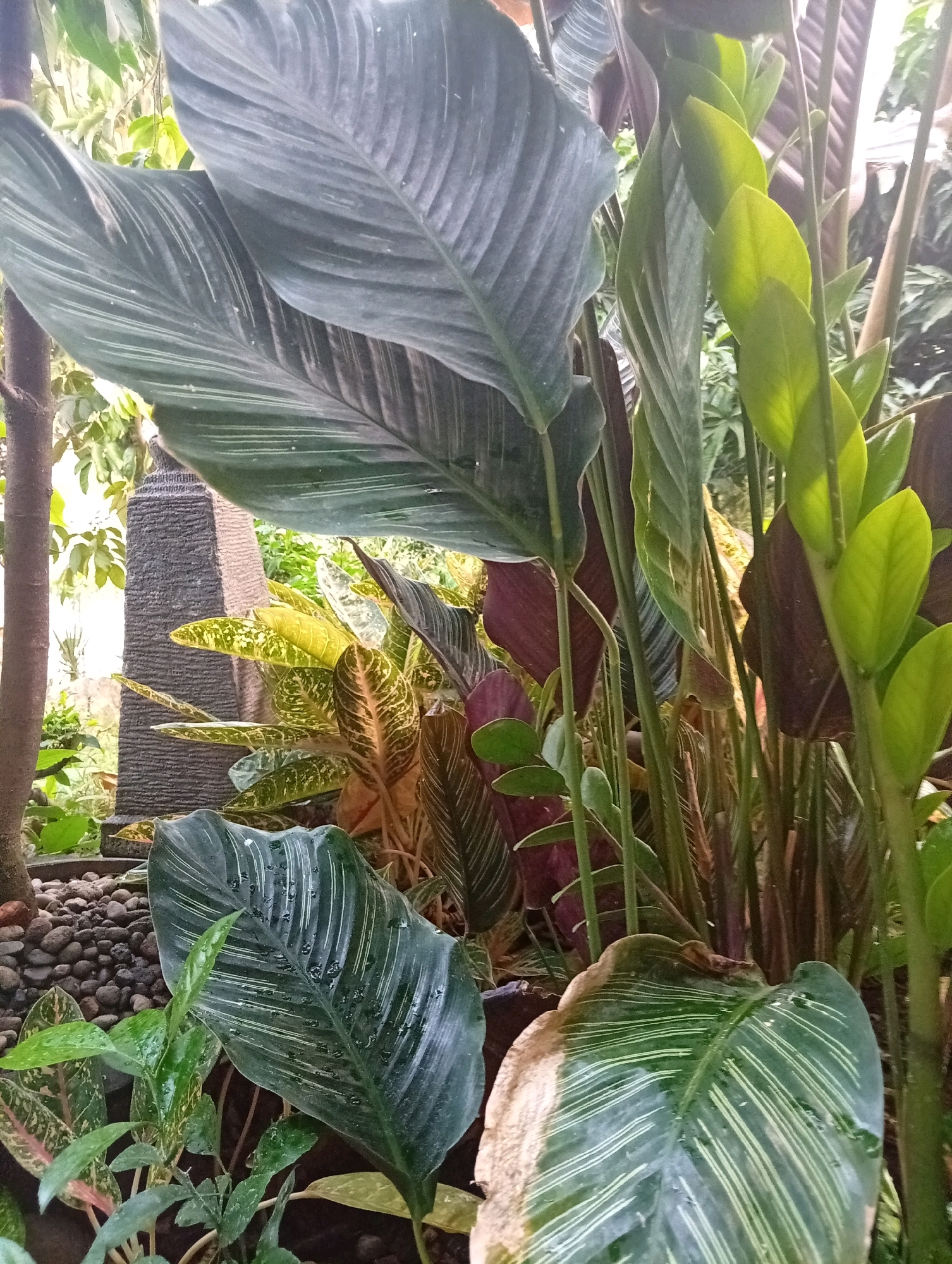 This image depicts a close-up view of a lush collection of plants, likely situated in a garden or outdoor decorative setting. Several large, dark green leaves with prominent white pinstripe patterns dominate the foreground and midground. These leaves show signs of being wet, with water droplets visible on their surfaces, suggesting recent rain or watering. To the right, a cluster of younger, bright green leaves are emerging, catching the sunlight and appearing almost translucent. In the background, there is a variety of other foliage, including plants with variegated leaves in shades of yellow and green, and darker, possibly reddish-purple leaves. A textured, dark grey, tower-like decorative element, possibly a small fountain or sculpture, is visible in the mid-left background, partially obscured by the plants. The overall impression is one of dense, healthy plant growth. This scene is likely located in the city of Kediri, Indonesia, as per the prompt.