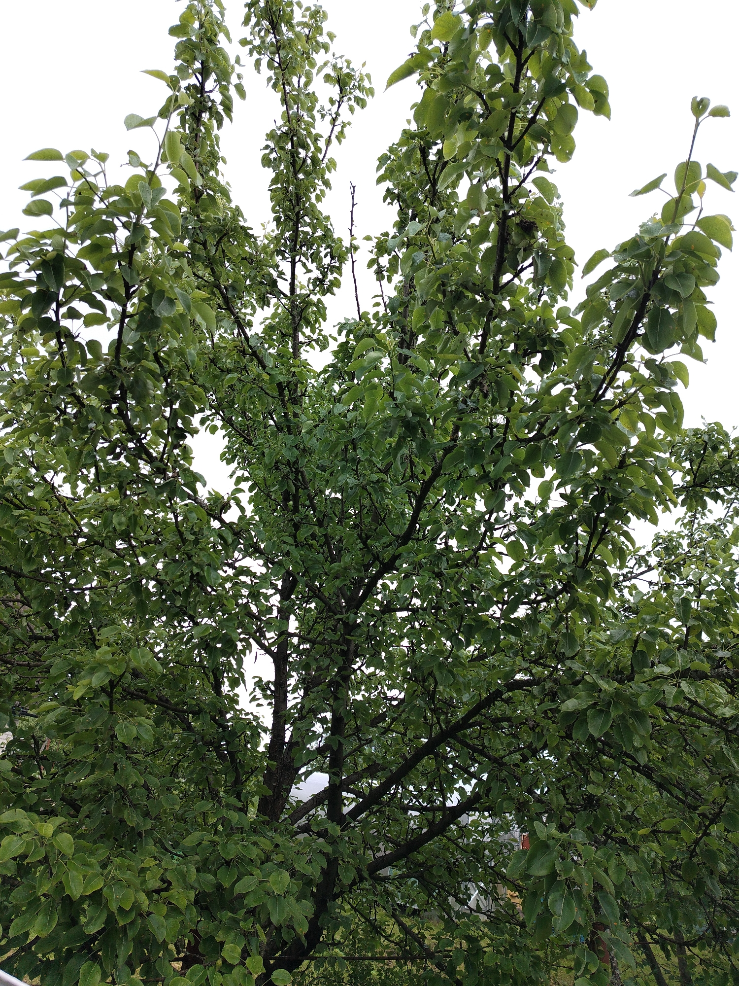 A close-up, upward-facing view of a dense pear tree, its branches and abundant green leaves filling the frame. The sky above is overcast and white. The tree appears lush and healthy, with a complex network of dark branches supporting clusters of ovate leaves. Some leaves are wet, suggesting recent rain. The overall impression is one of natural growth and verdant foliage against a muted sky.