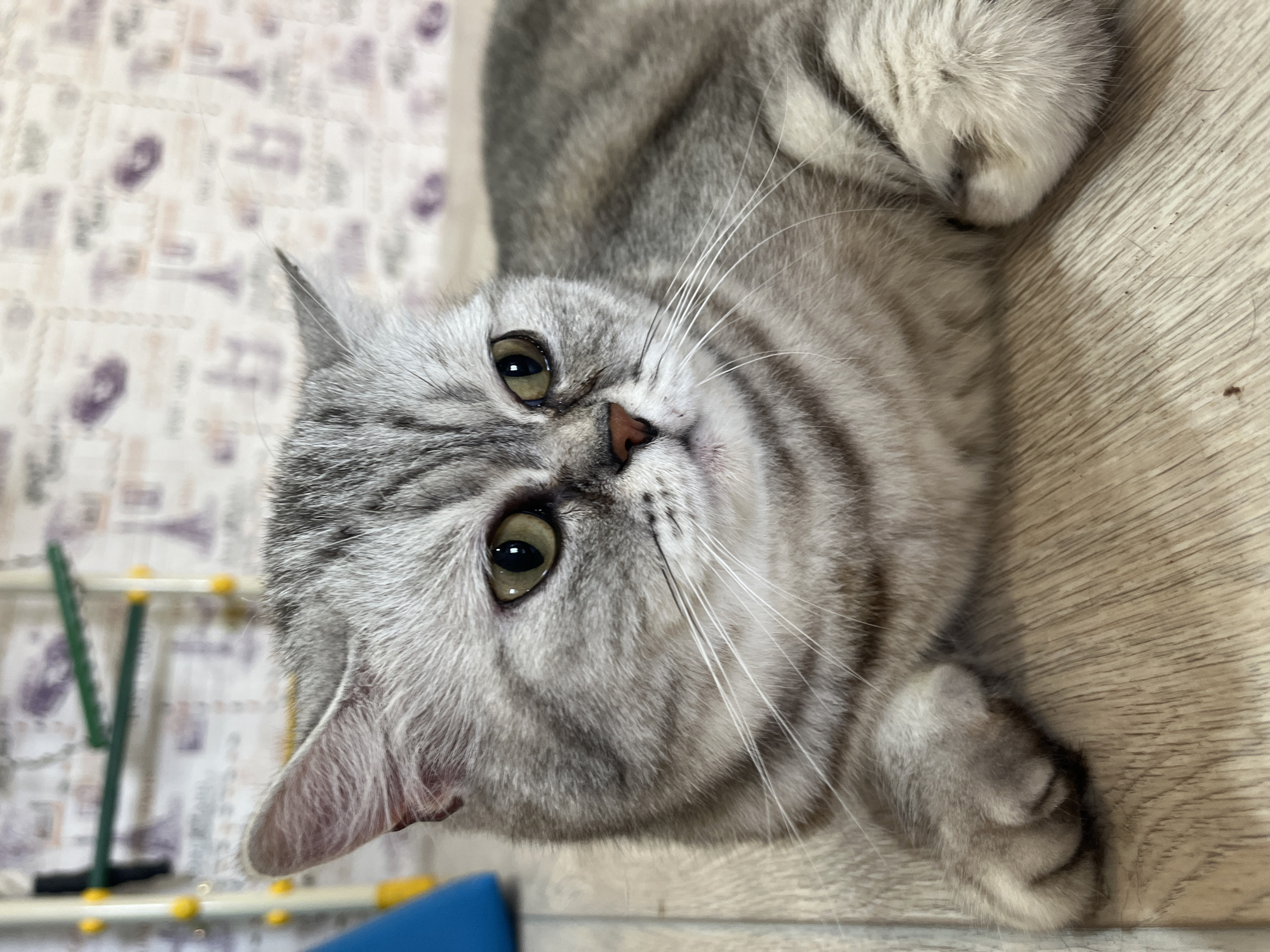 A medium close-up shot shows a grey tabby cat lying on a light-colored wooden floor. The cat's fur has distinct dark grey stripes. Its eyes are wide open and a greenish-yellow color, with black pupils. The cat's nose is pinkish-brown. Its mouth is slightly open, revealing a hint of its tongue. White whiskers fan out from its muzzle. The background features a wall with a light-colored, patterned wallpaper depicting faint outlines of Parisian landmarks like the Eiffel Tower and possibly other architectural elements. In the upper left corner of the frame, a blue object and part of a yellow and green climbing structure are visible. The lighting appears to be indoor. The image does not provide any information about the city of Chaikovsky, Russia.