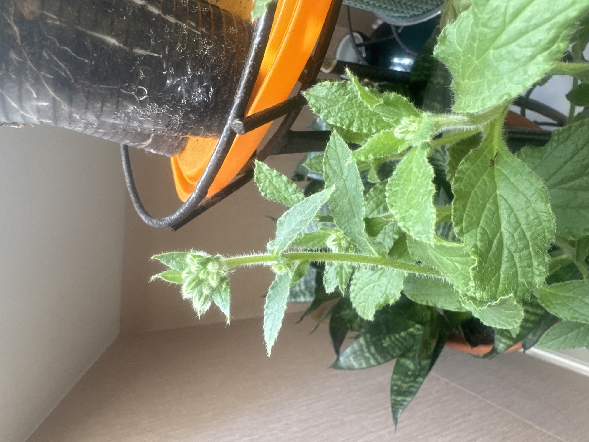 This is a close-up, eye-level, medium shot of a healthy green plant with fuzzy stems and serrated leaves. The plant is in focus and occupies the majority of the frame. Its topmost section features a cluster of undeveloped flower buds, each appearing to be a small, tightly furled leaf. The plant is situated indoors, with a blurred background that includes other greenery, a terra cotta pot, and a black metal stand holding an orange plastic tray. The wall behind the plant is a light brown color. The lighting suggests an indoor setting, possibly near a window, with natural light illuminating the plant from the side. There are no people or animals visible in the image. The image does not contain enough information to determine its location within the city of Sochi, Russia.